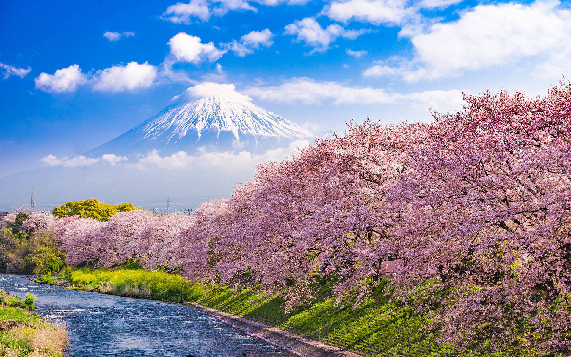 日本樱花润井川富士山 壁纸