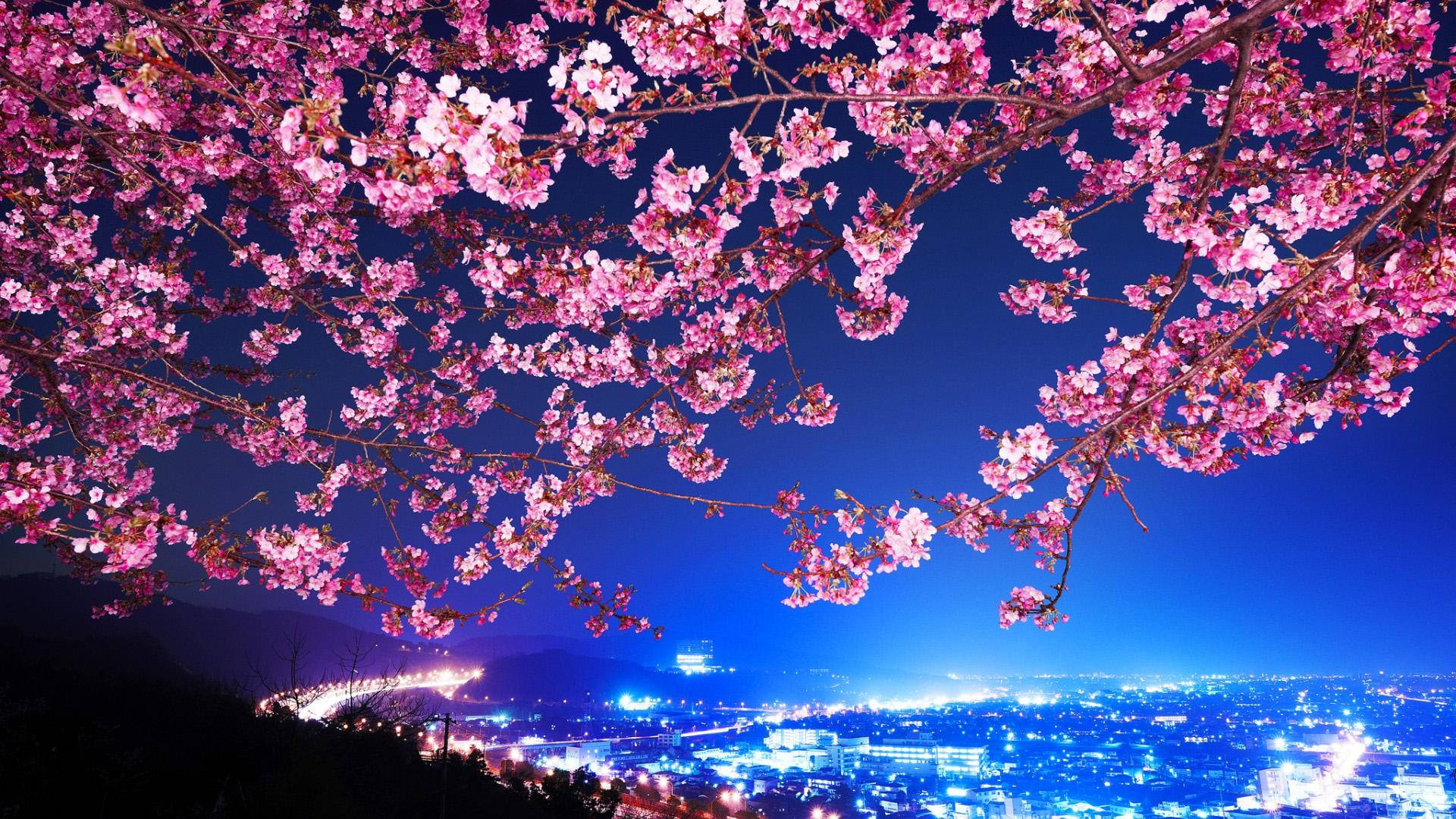 日本美学风景樱花夜景 壁纸