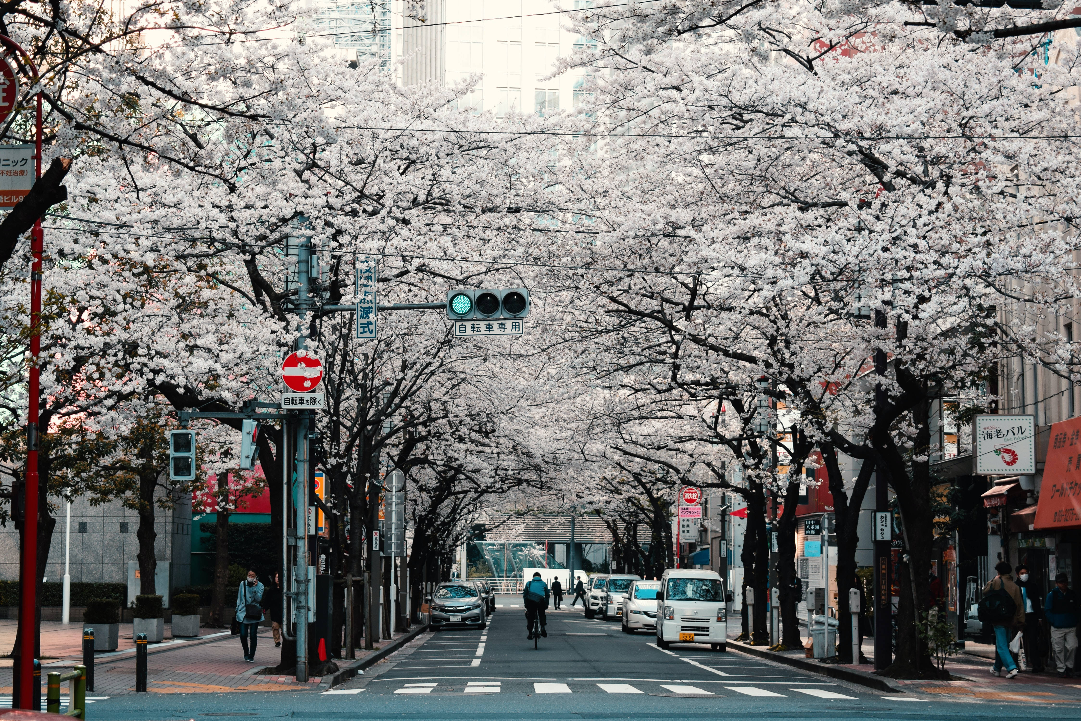 日本高清东京街道樱花树 壁纸