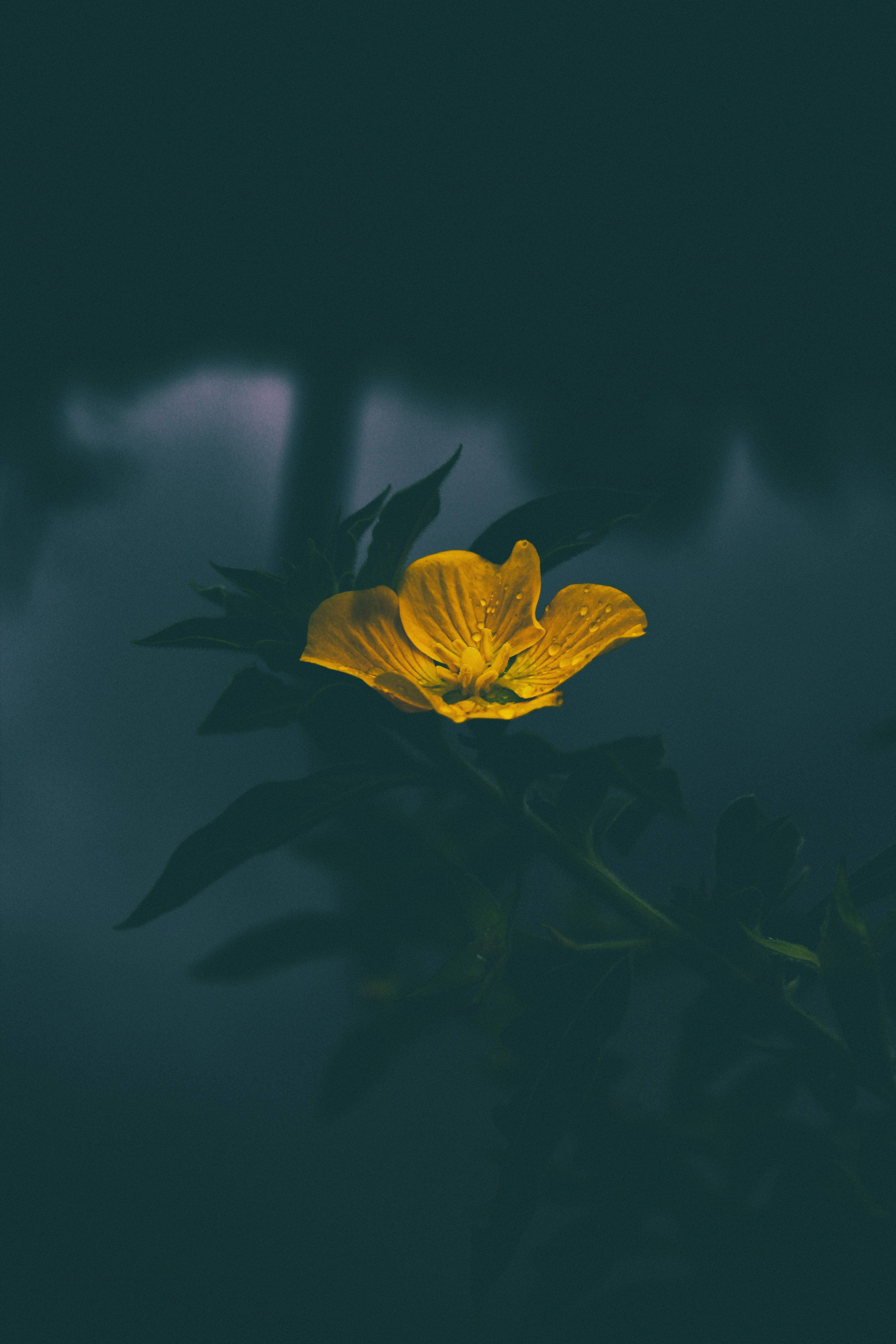 明亮欢快的黄色花朵，背景模糊灰色 壁纸