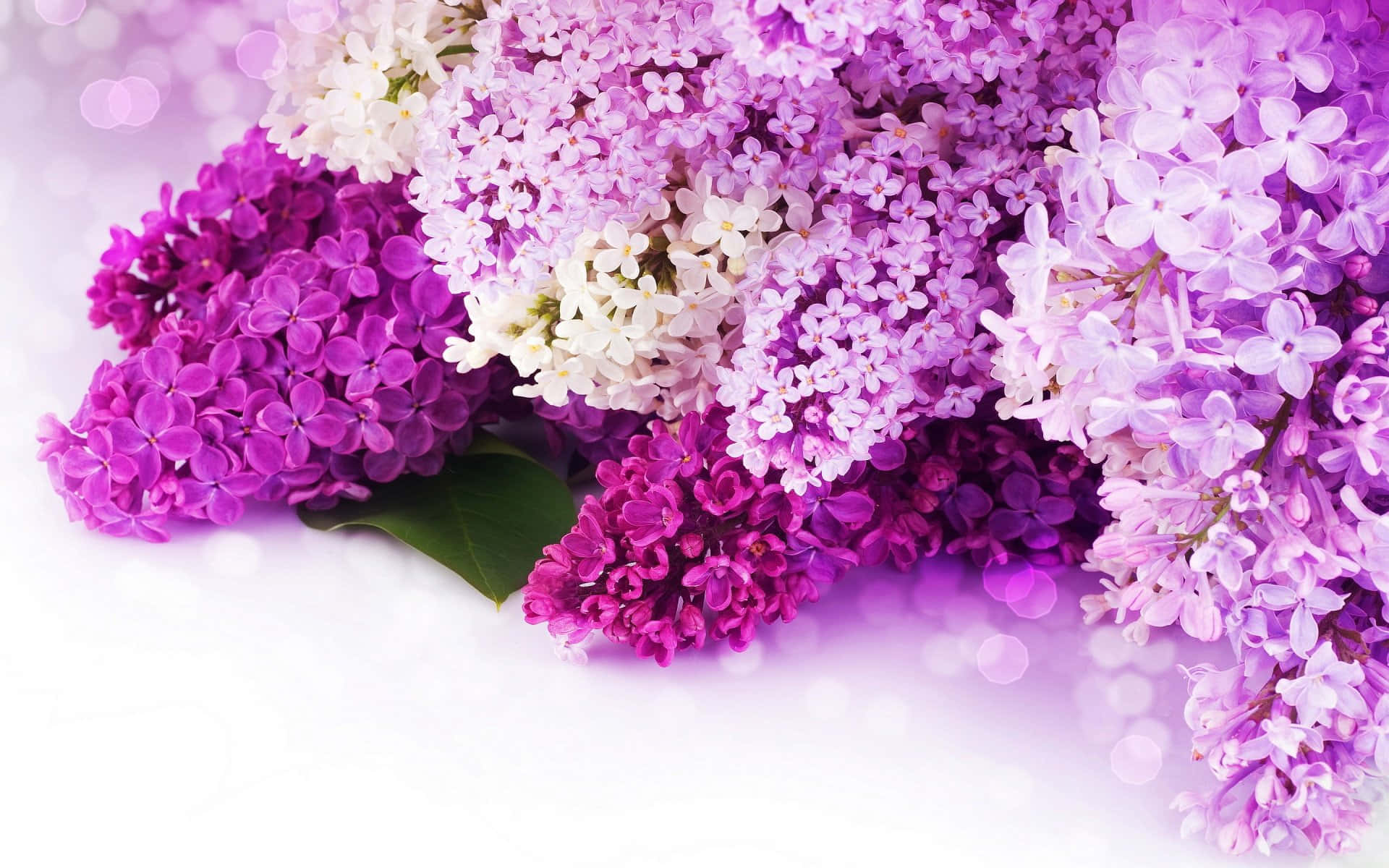 春天盛开的美丽粉色花朵 壁纸