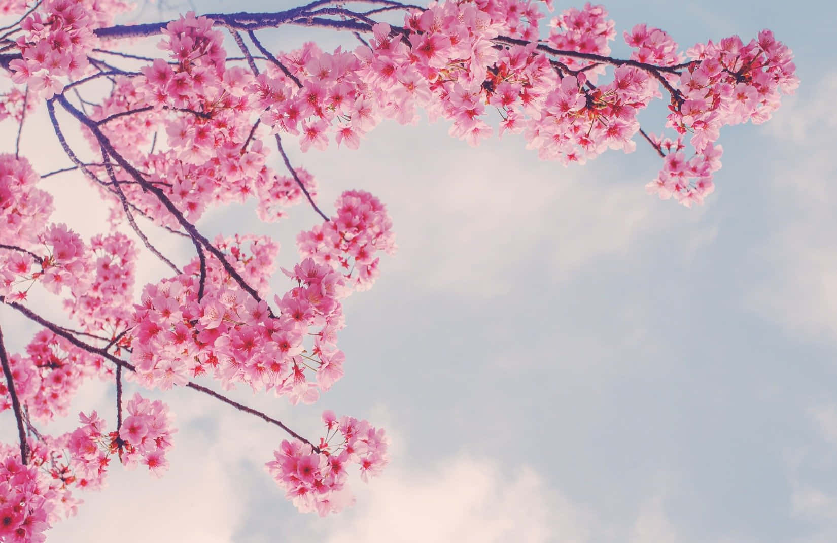 春日粉色樱花枝头 壁纸