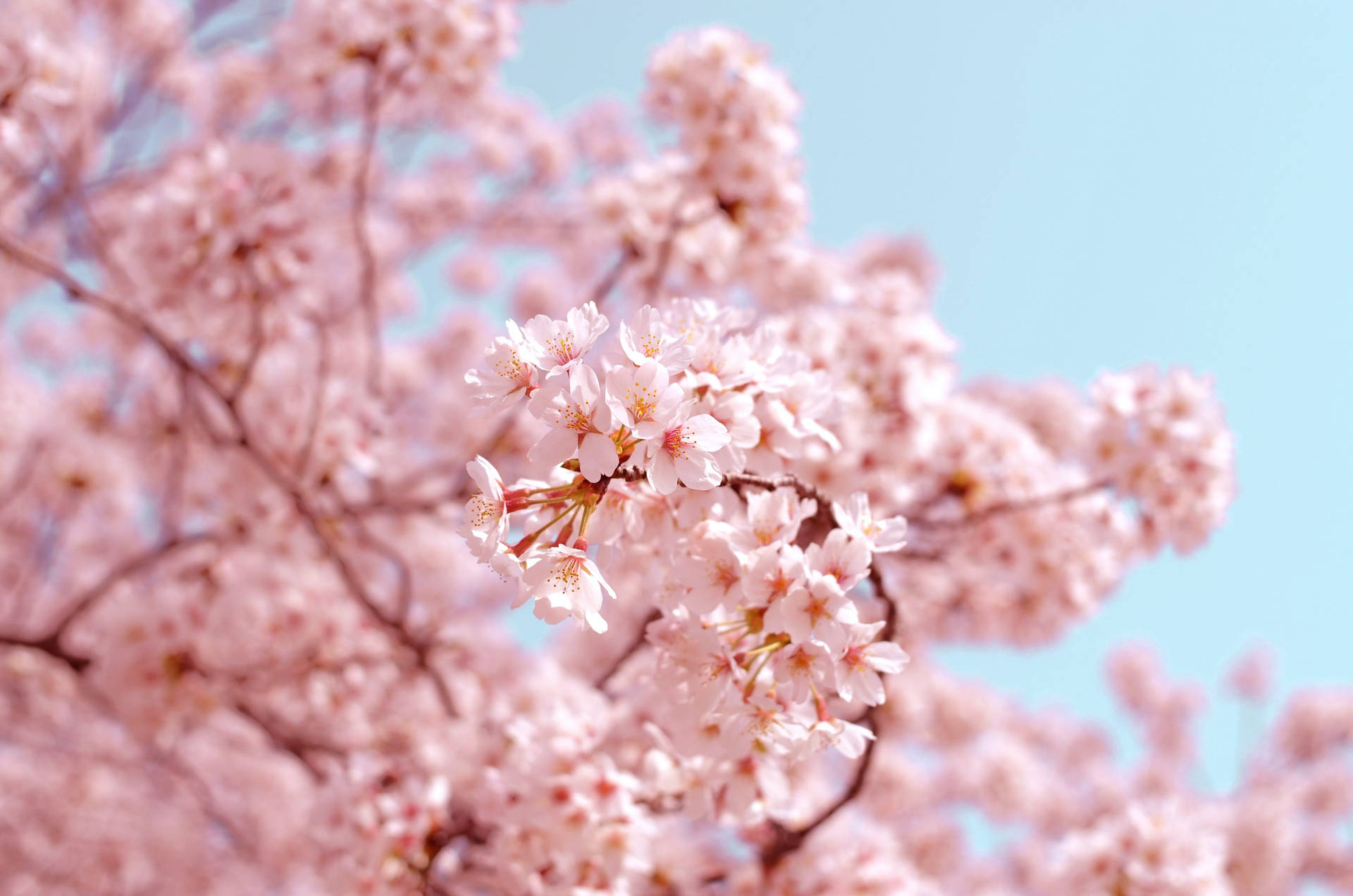 春日美学浅景深 — 樱花 壁纸