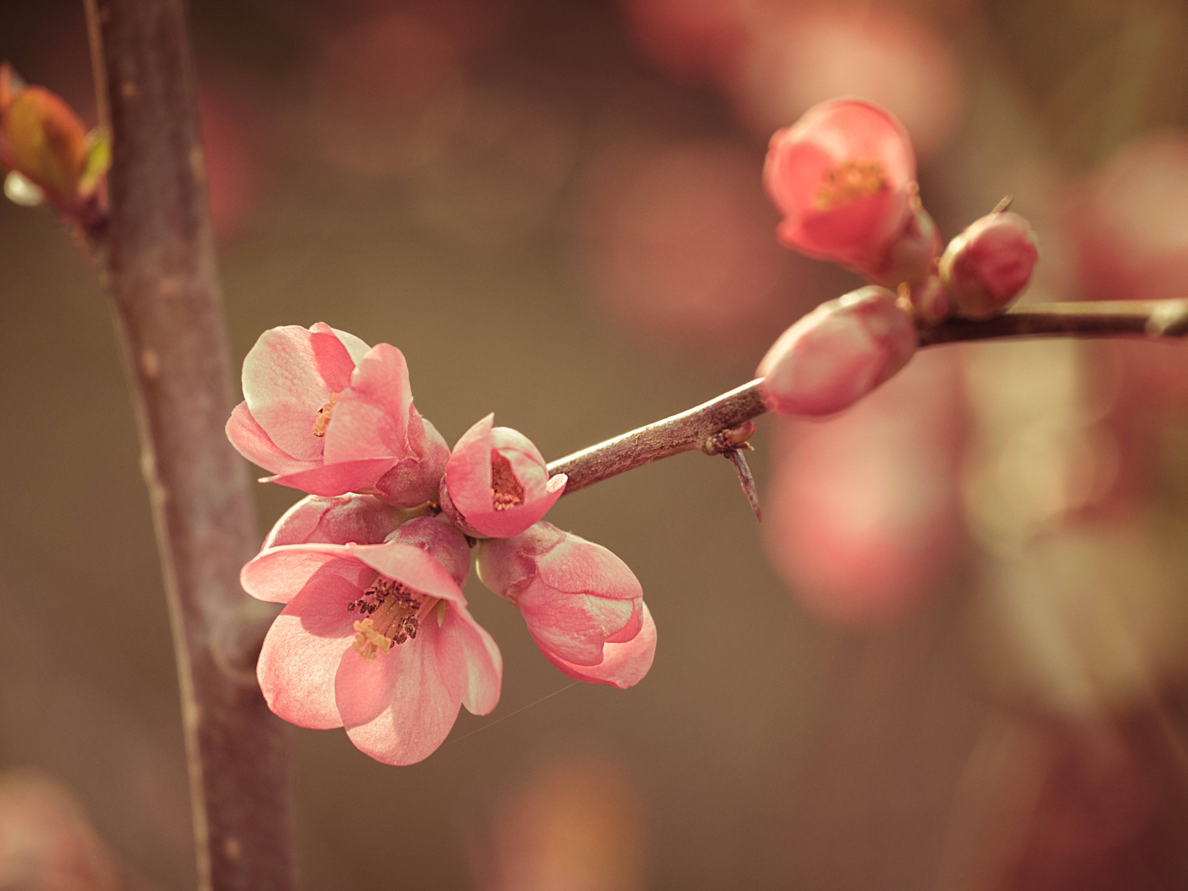 春日花朵特写 壁纸