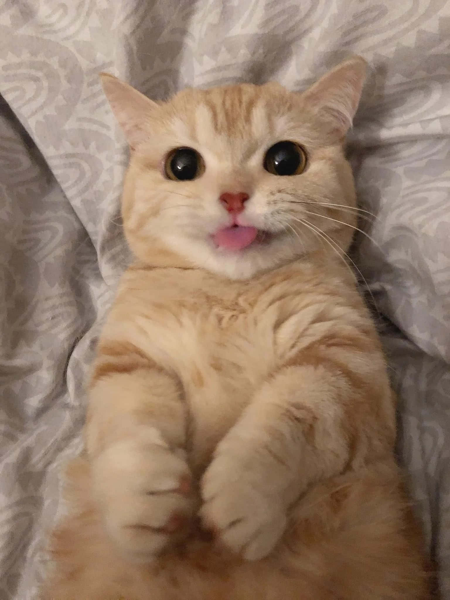 晨光中的可爱猫咪 壁纸