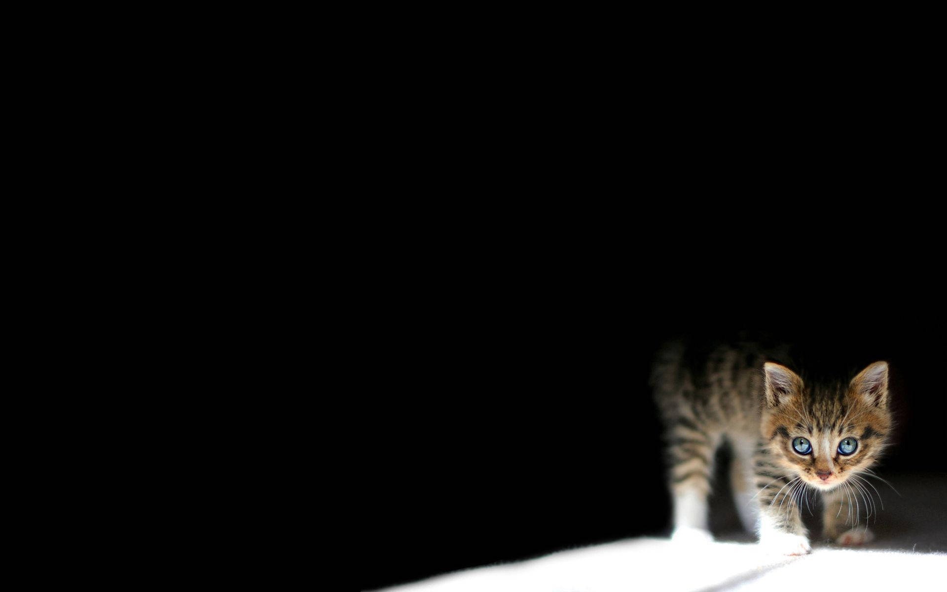 暗夜中的小猫壁纸