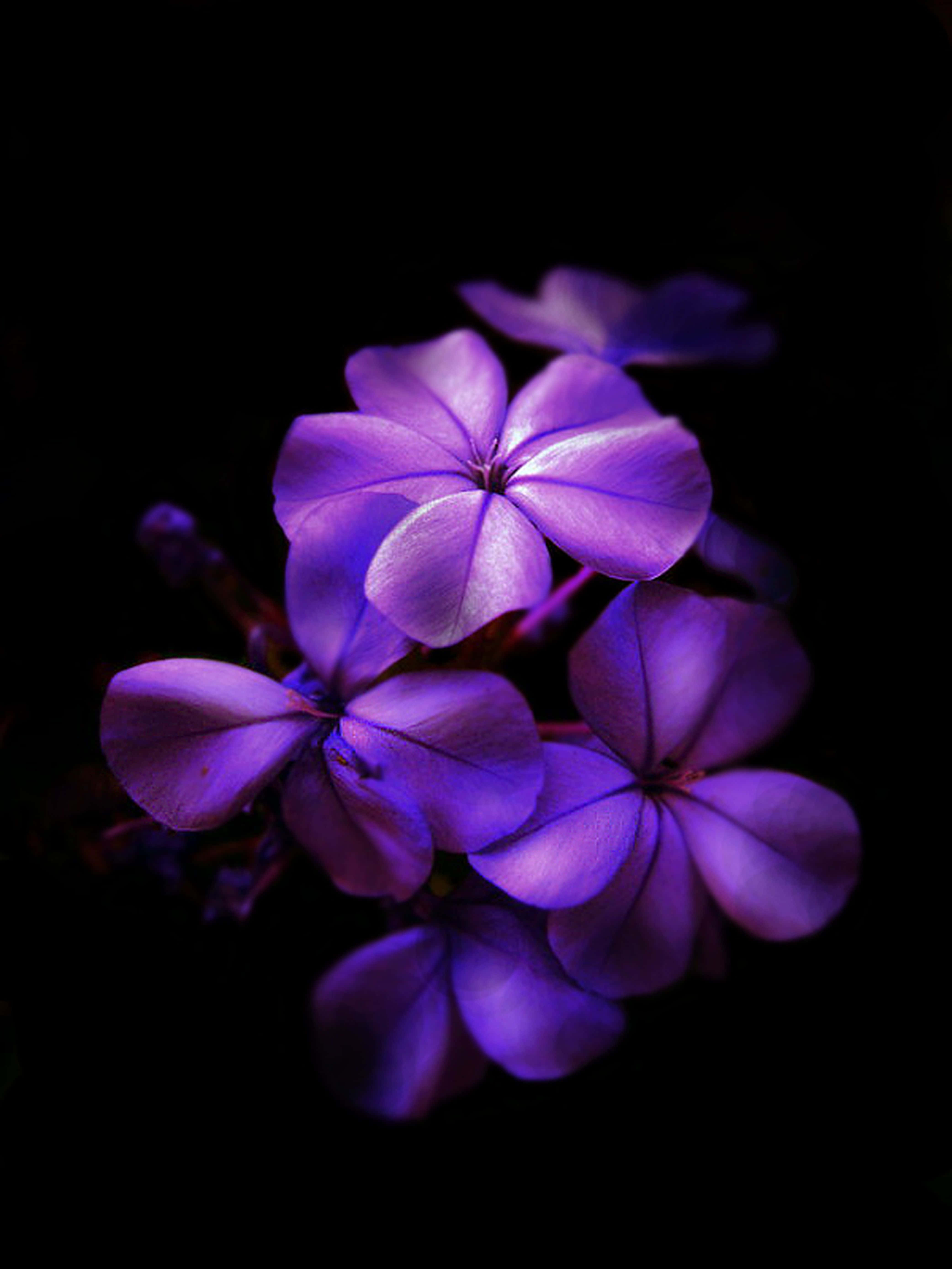 暗夜中的紫色花朵 壁纸