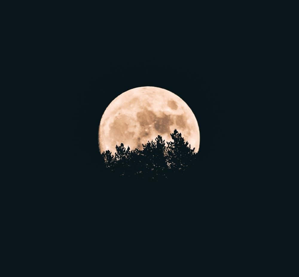 暗夜中透过树梢的满月 壁纸