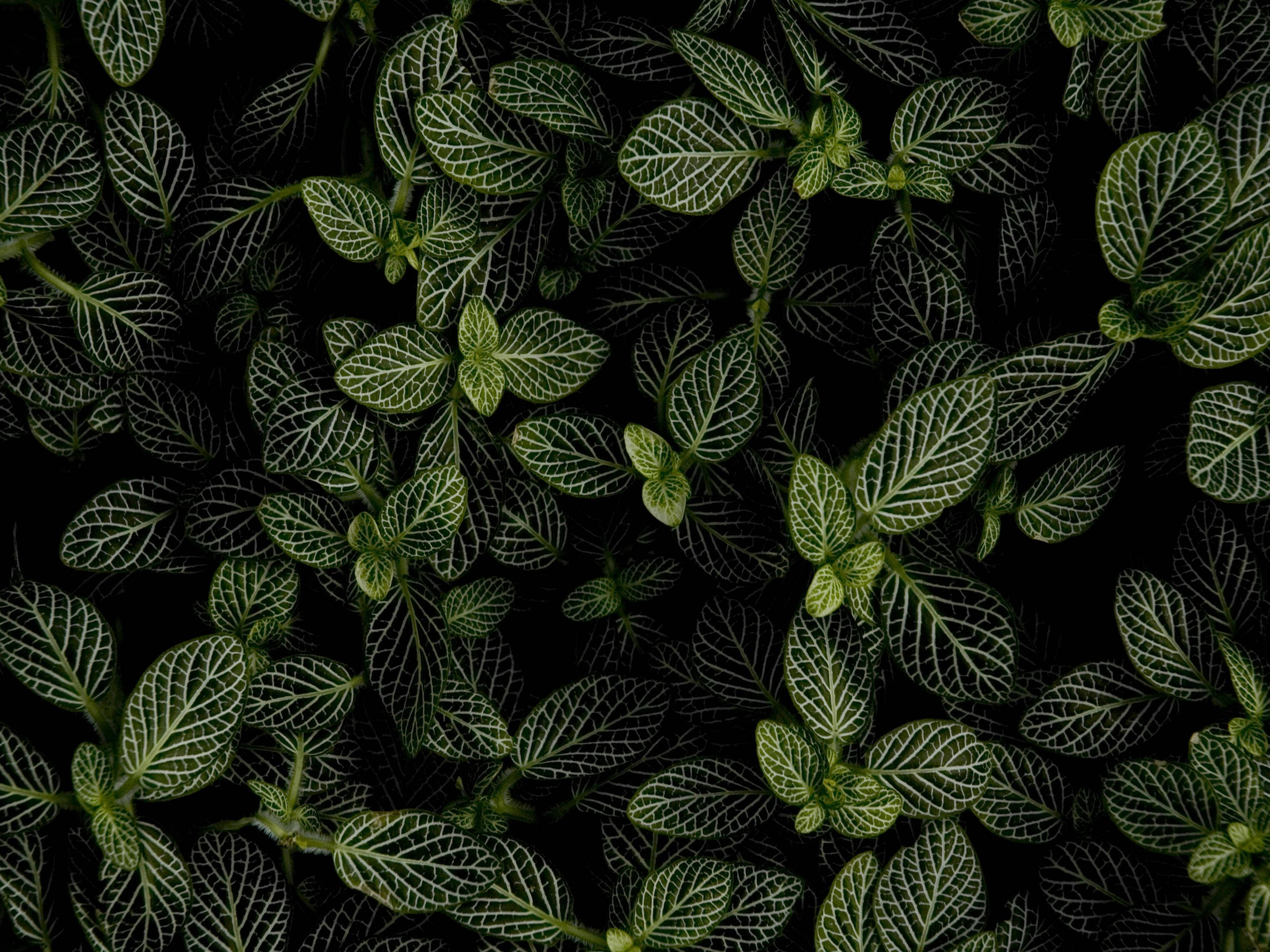 暗夜薄荷 壁纸
