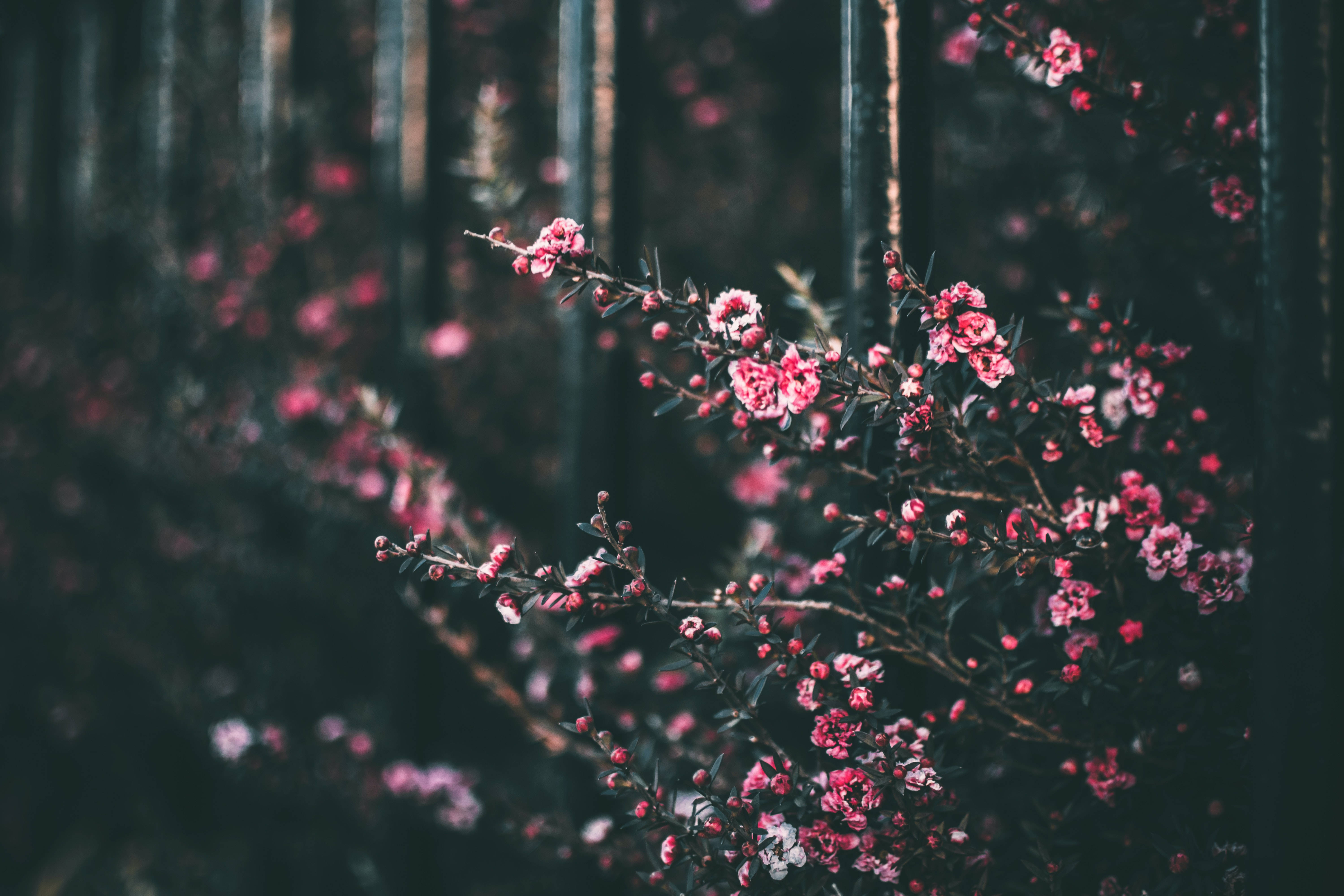 暗影粉花背景 壁纸