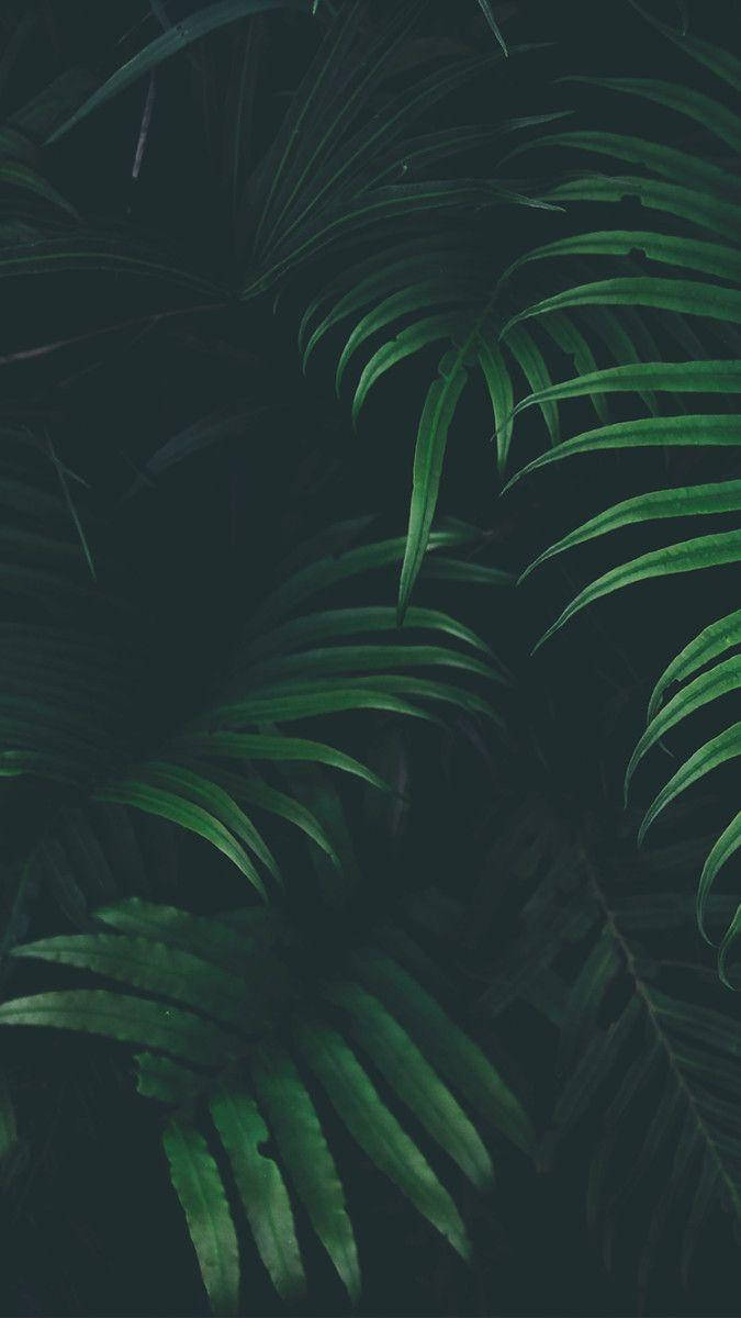 暗影绿植美学 壁纸
