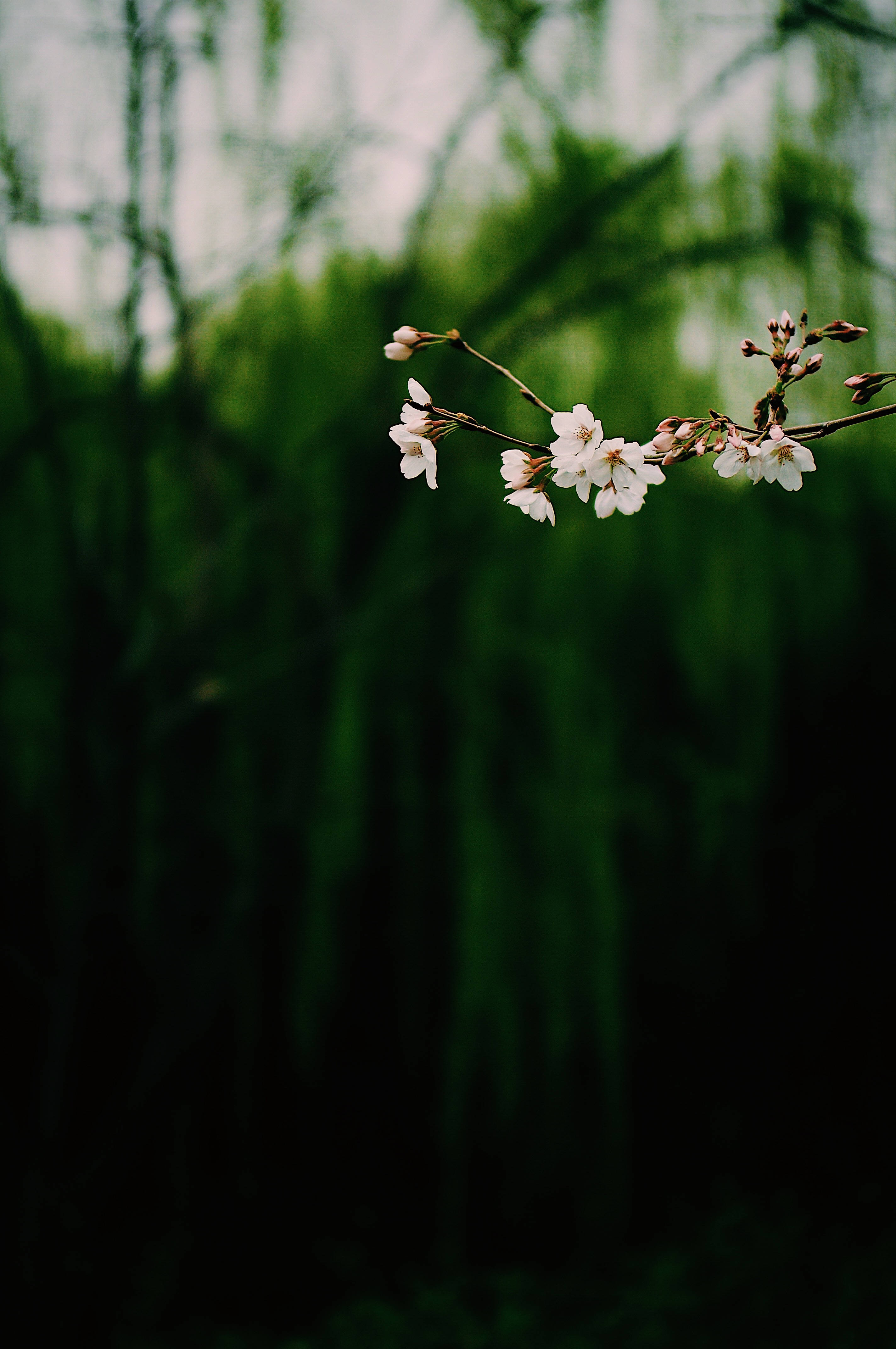 暗白悬垂花卉 壁纸