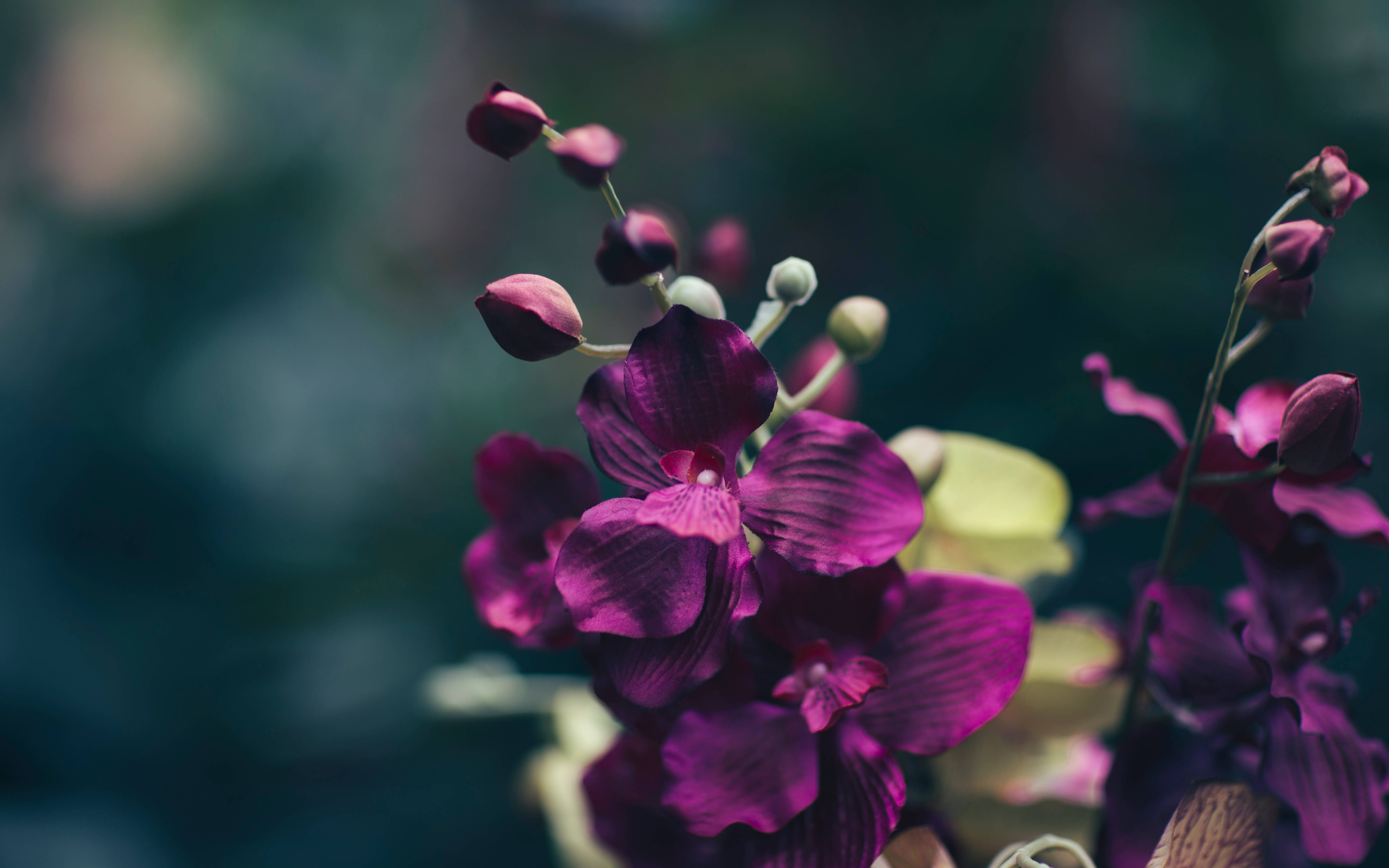 暗紫花韵 壁纸