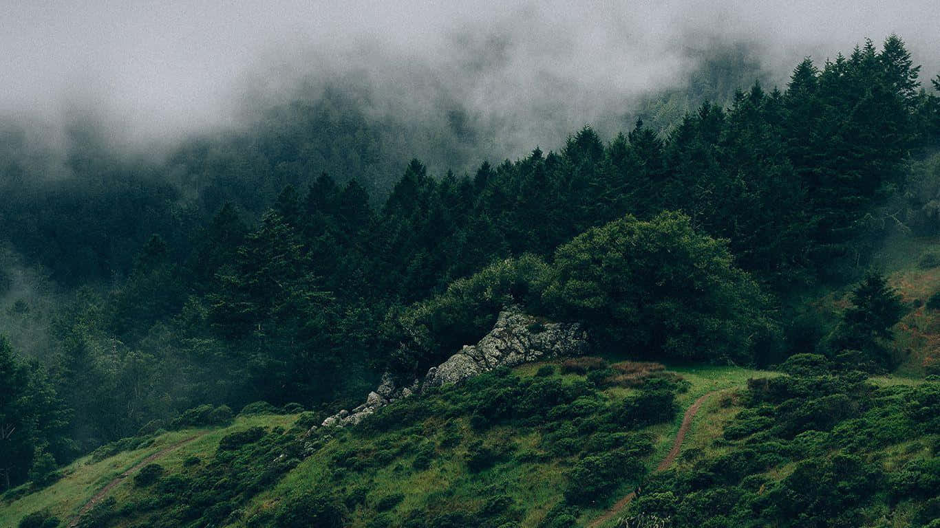 暗绿森林之韵 壁纸