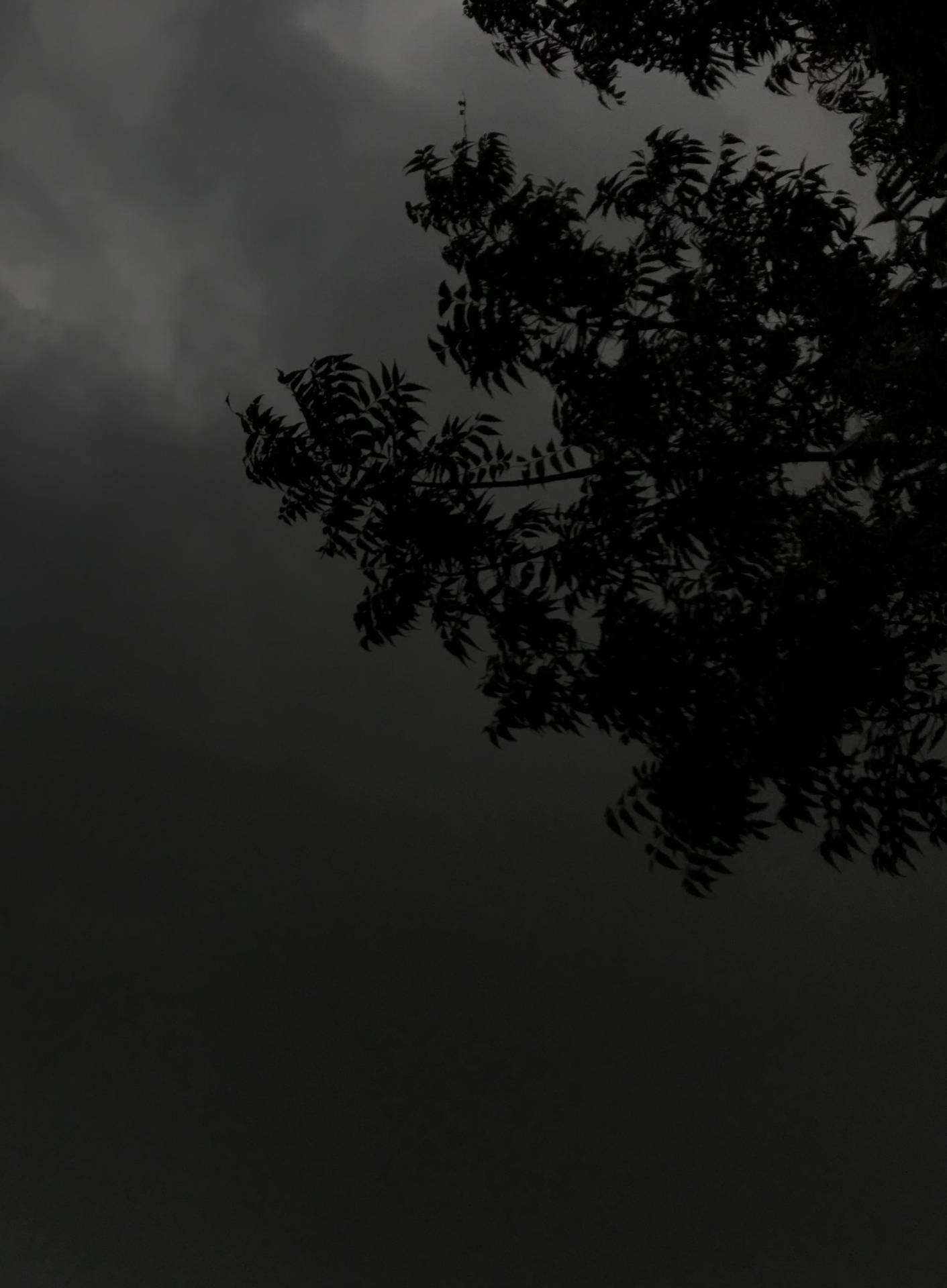 暗色主题树影朦胧夜