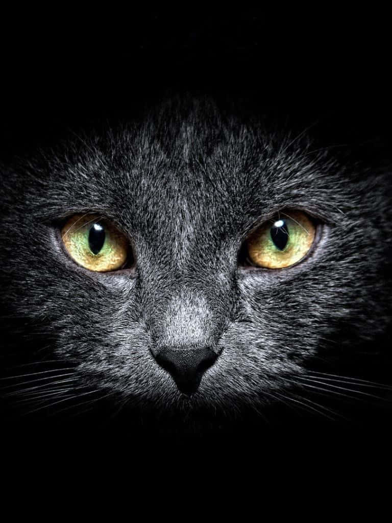 暗色可爱猫咪iPad壁纸 壁纸