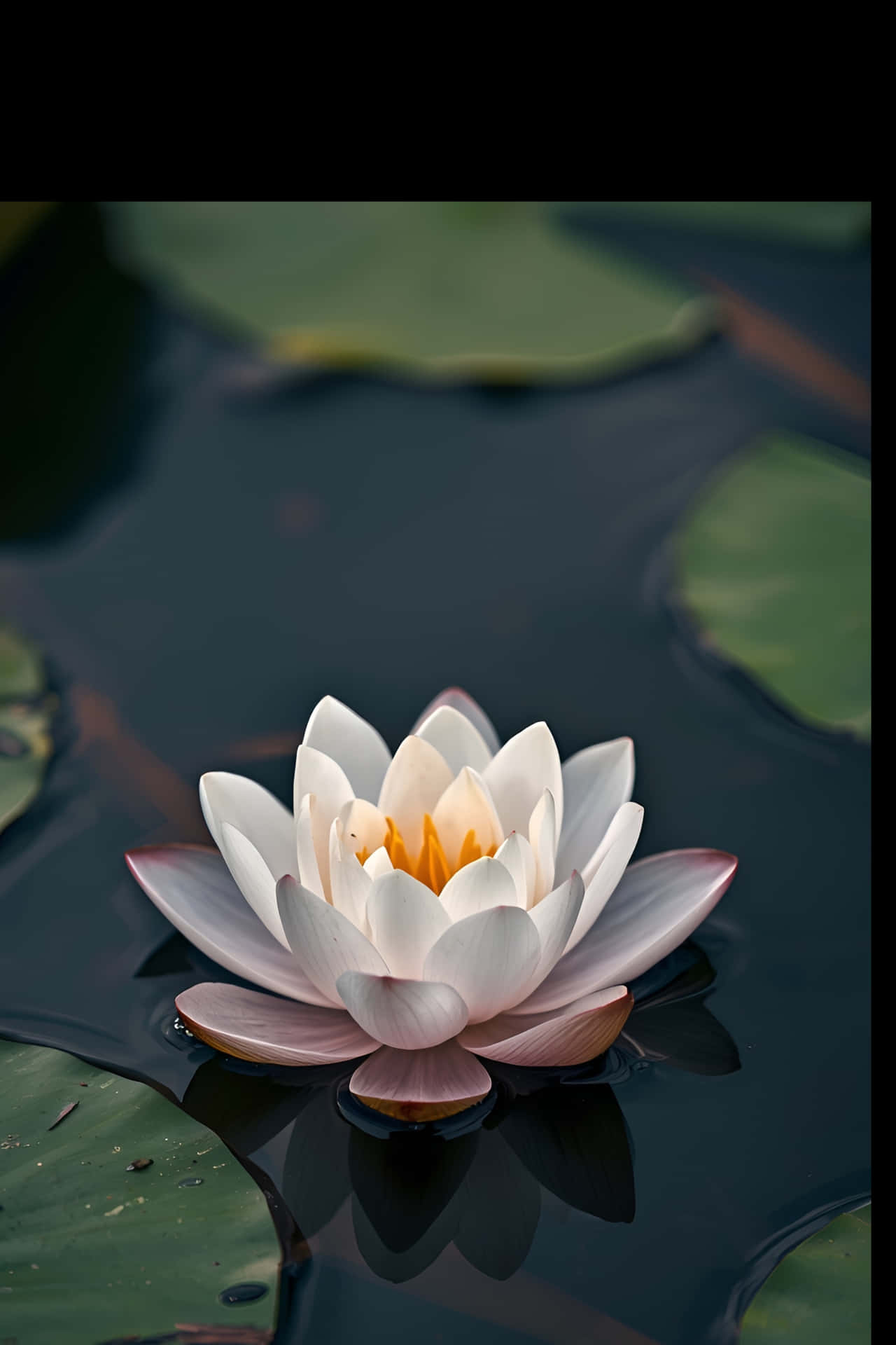 自然,莲花,蓝色,花朵,背景,百合,夏季,粉色,水面,绽放,白色,水生,热带,植物学,特写,花园,睡莲,植物,叶子,花卉