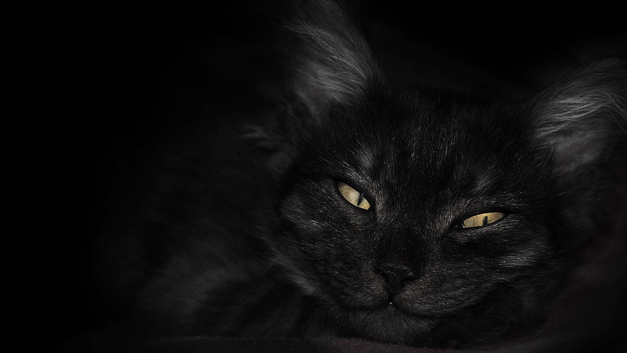 暗色笔记本黑猫黄眼壁纸 壁纸