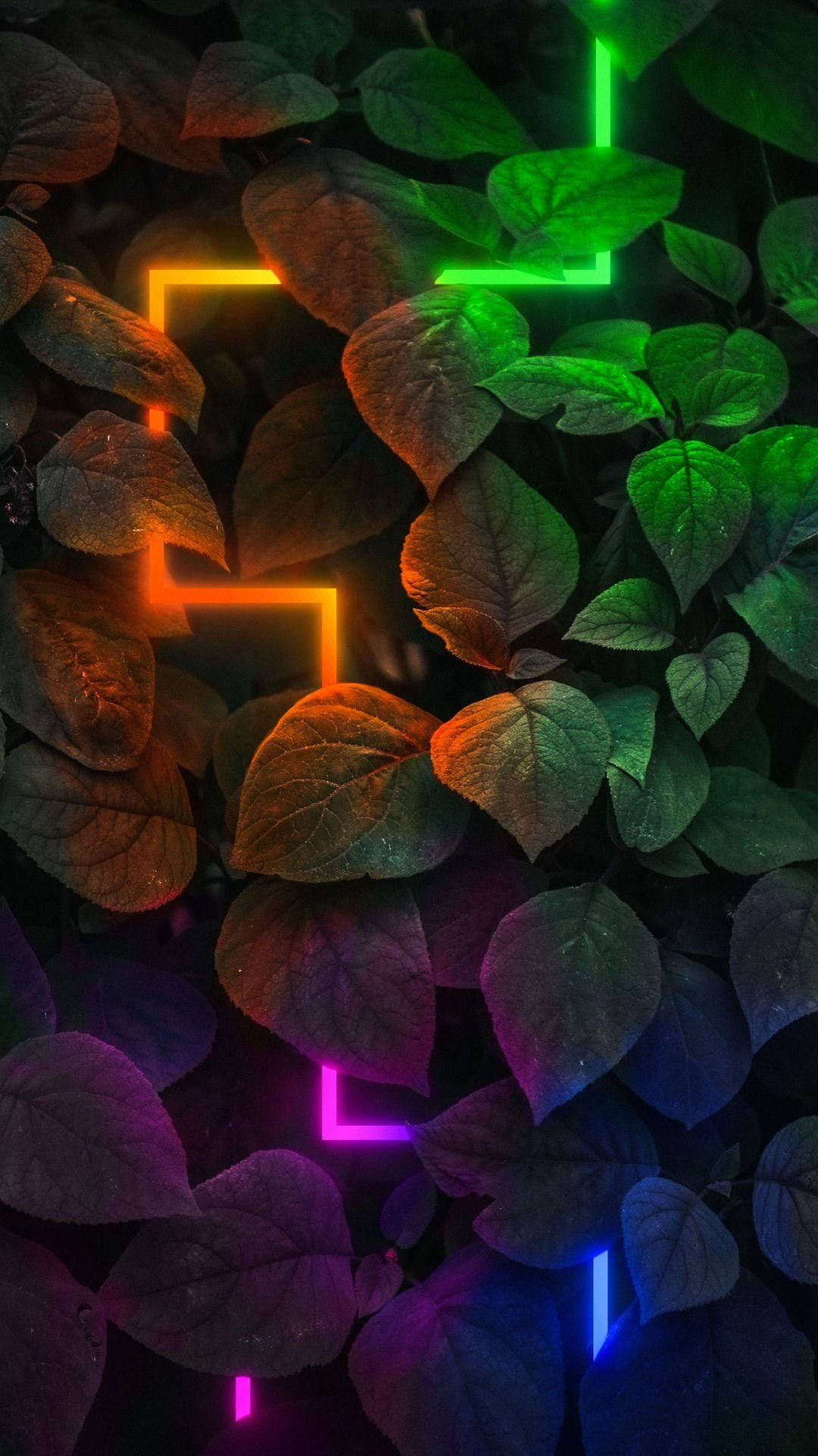 暗色霓虹灯光与叶片 壁纸