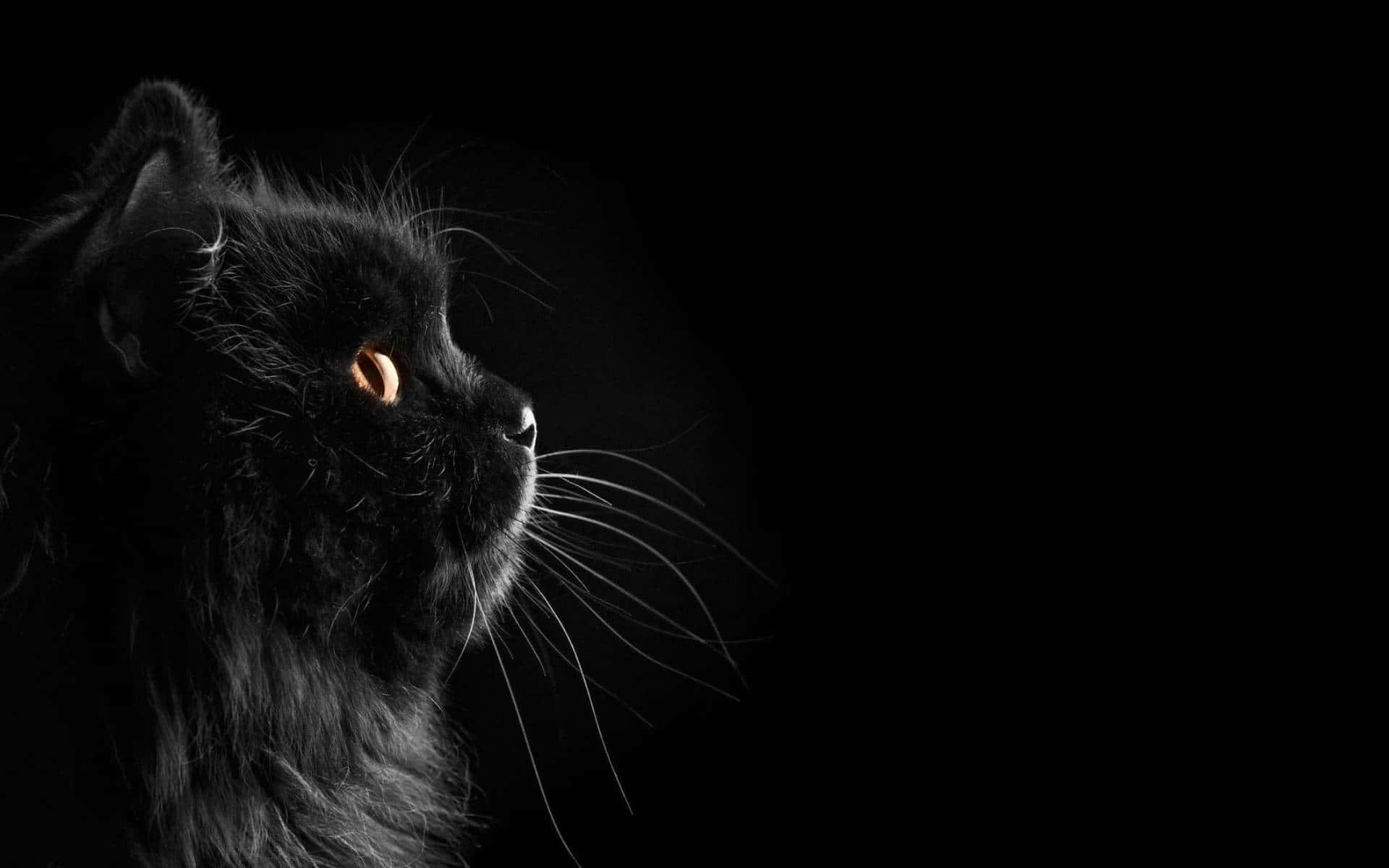暗黑可爱蓬松黑猫 壁纸