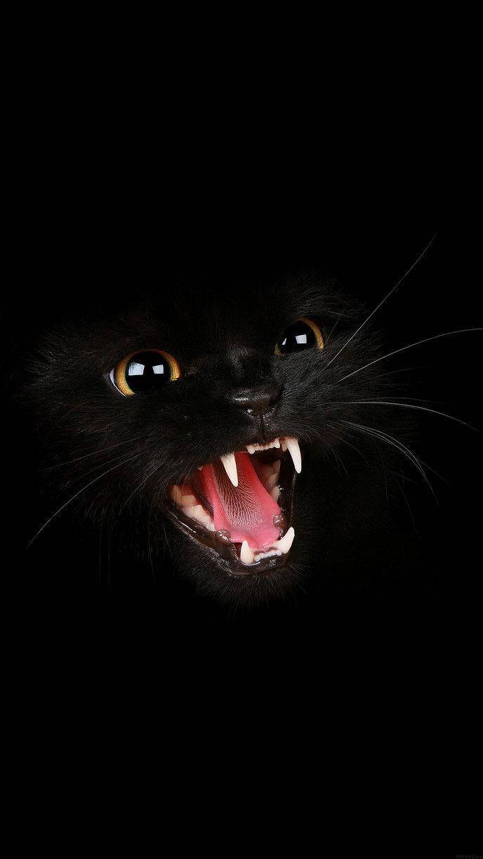 暗黑屏幕中的愤怒黑猫 壁纸