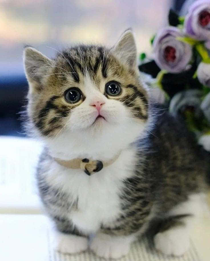曼赤肯猫美图 壁纸