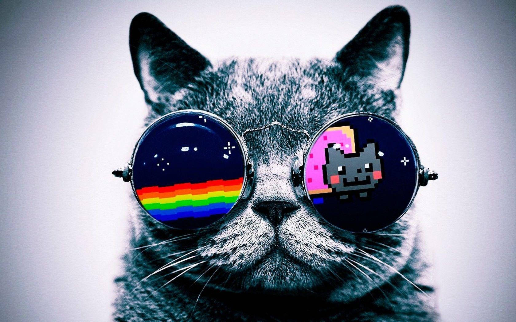 最酷戴墨镜的猫咪 壁纸
