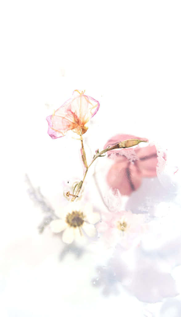 极简美学背景 壁纸