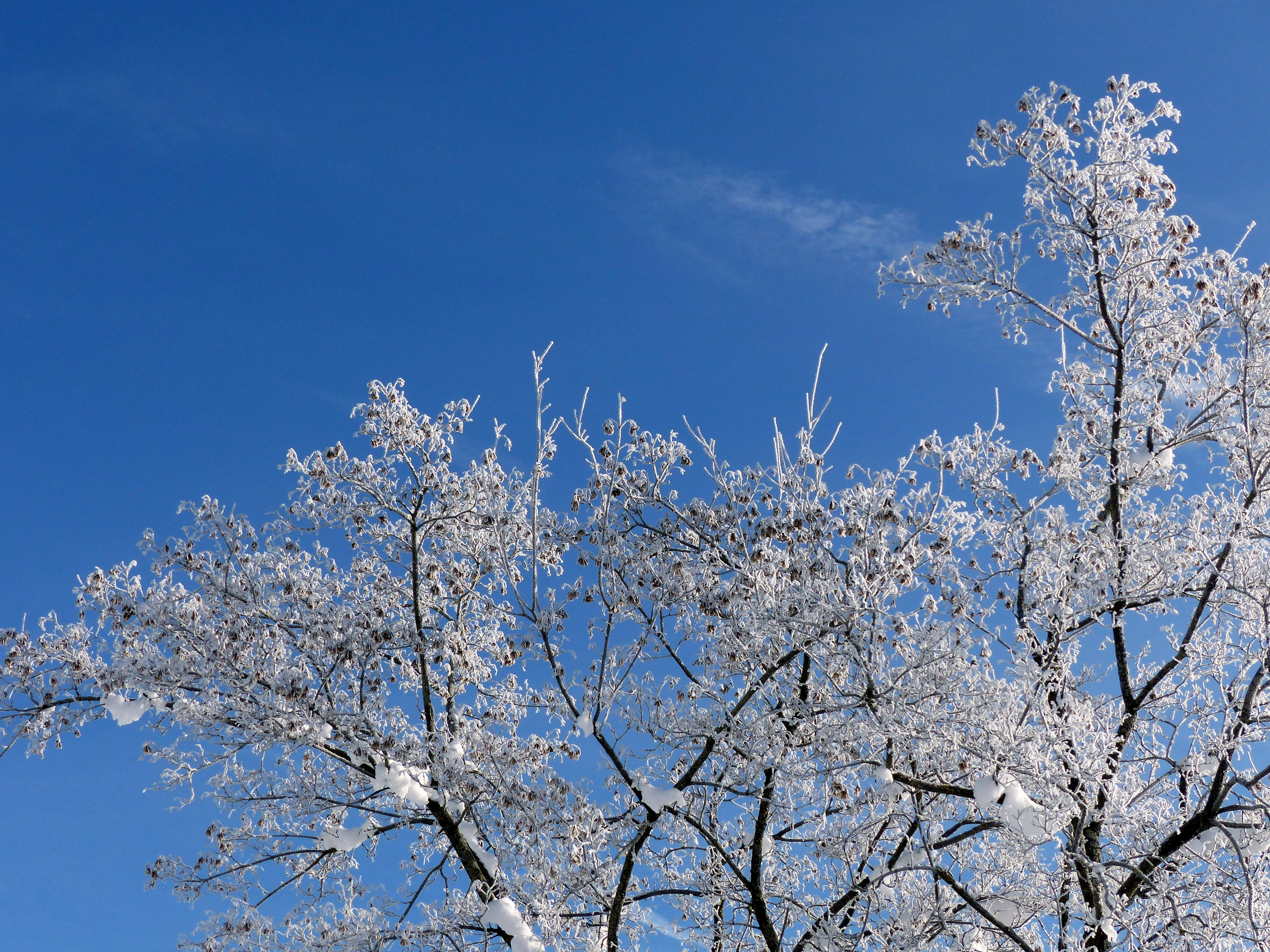 枝头雪韵 壁纸
