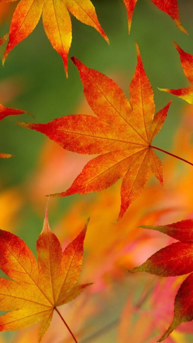 枫叶 iOS 6 壁纸