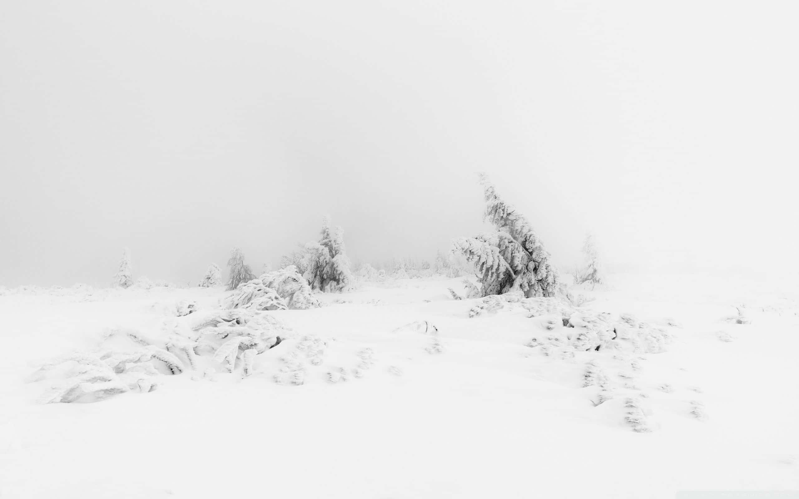 柔和白色美学雪景 壁纸