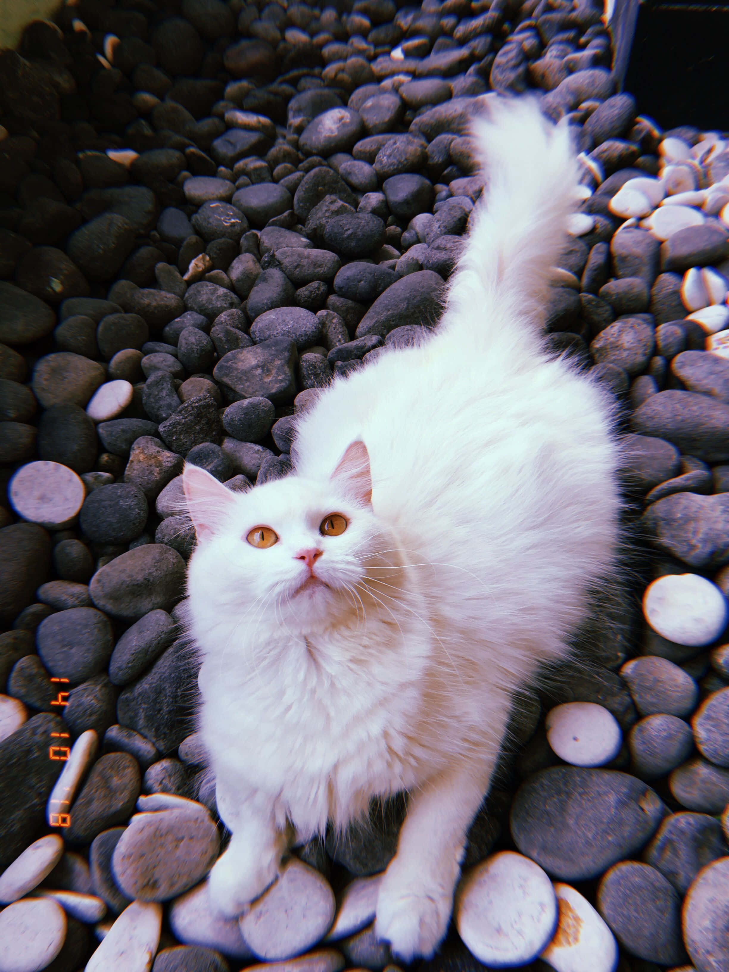 柔软毛绒美学猫咪 壁纸