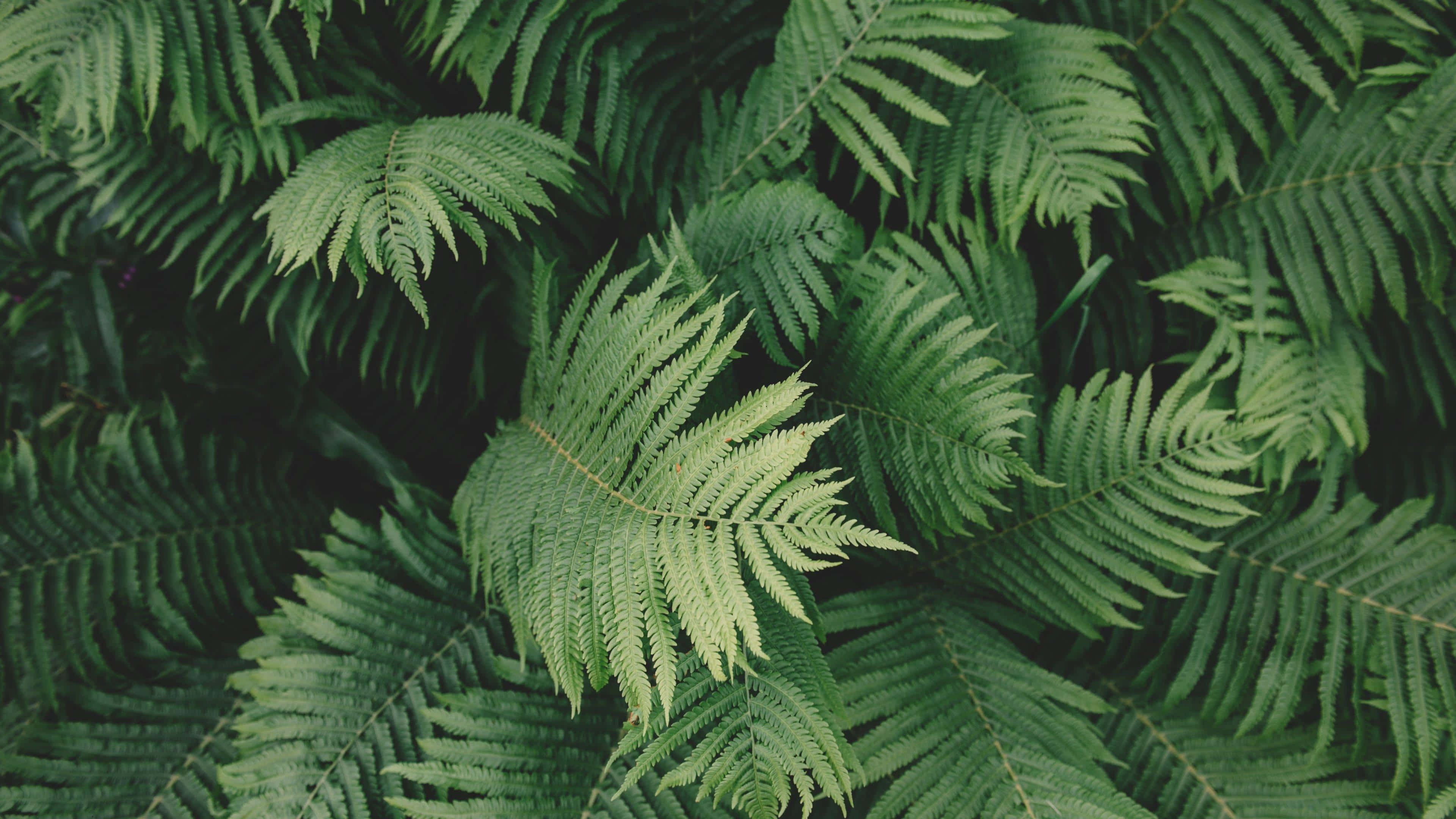 标题：鼠尾草绿美学背景 壁纸