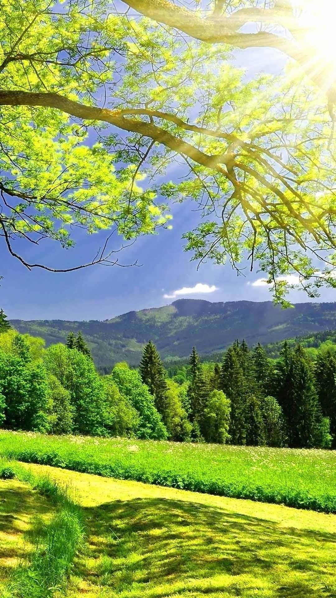 树下山间自然手机壁纸 壁纸