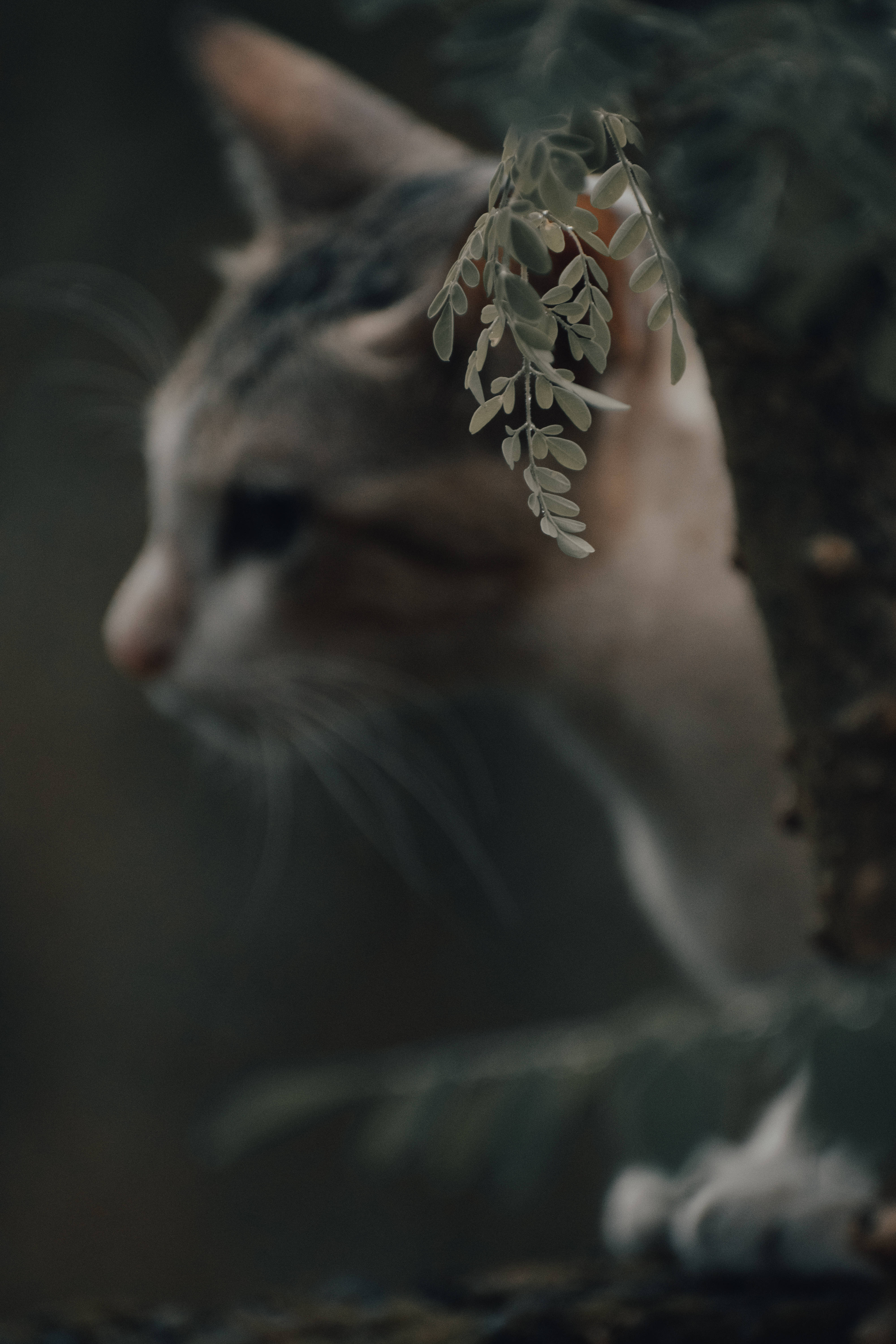 树旁唯美猫咪 壁纸