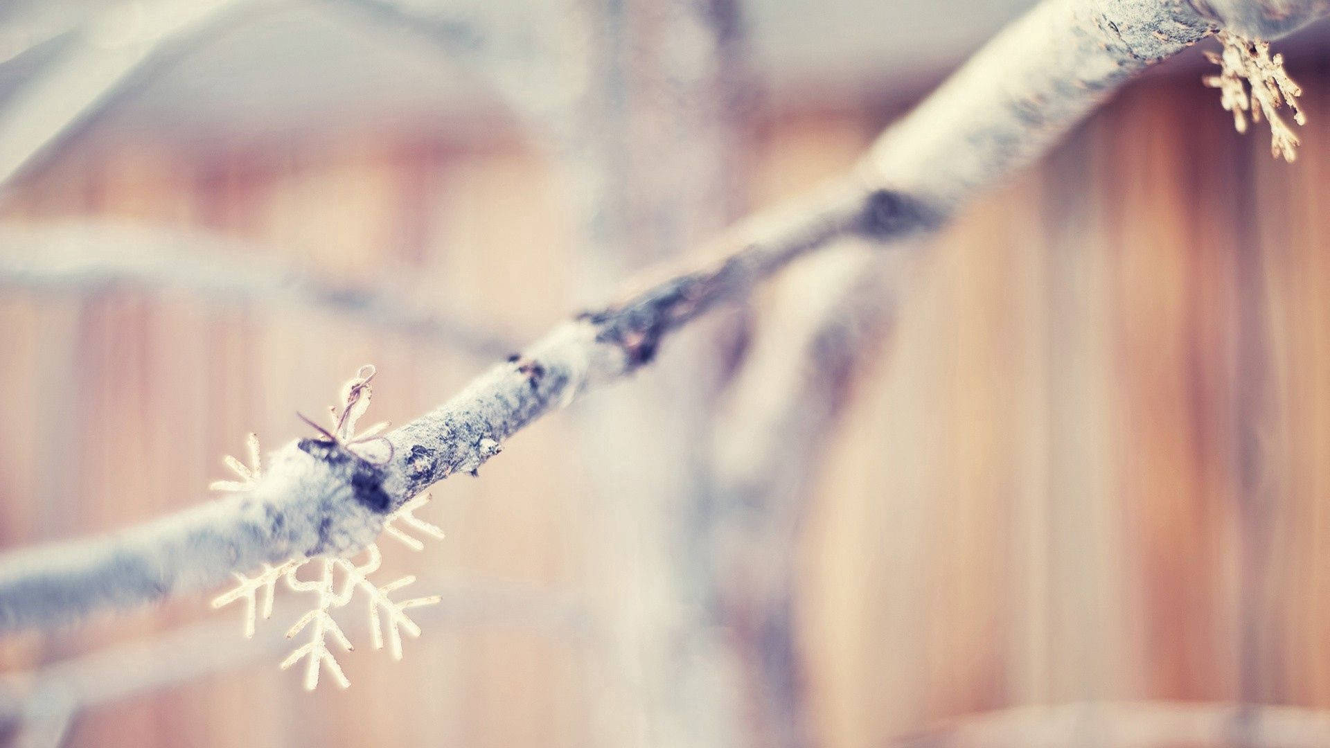 树枝上的雪花 壁纸