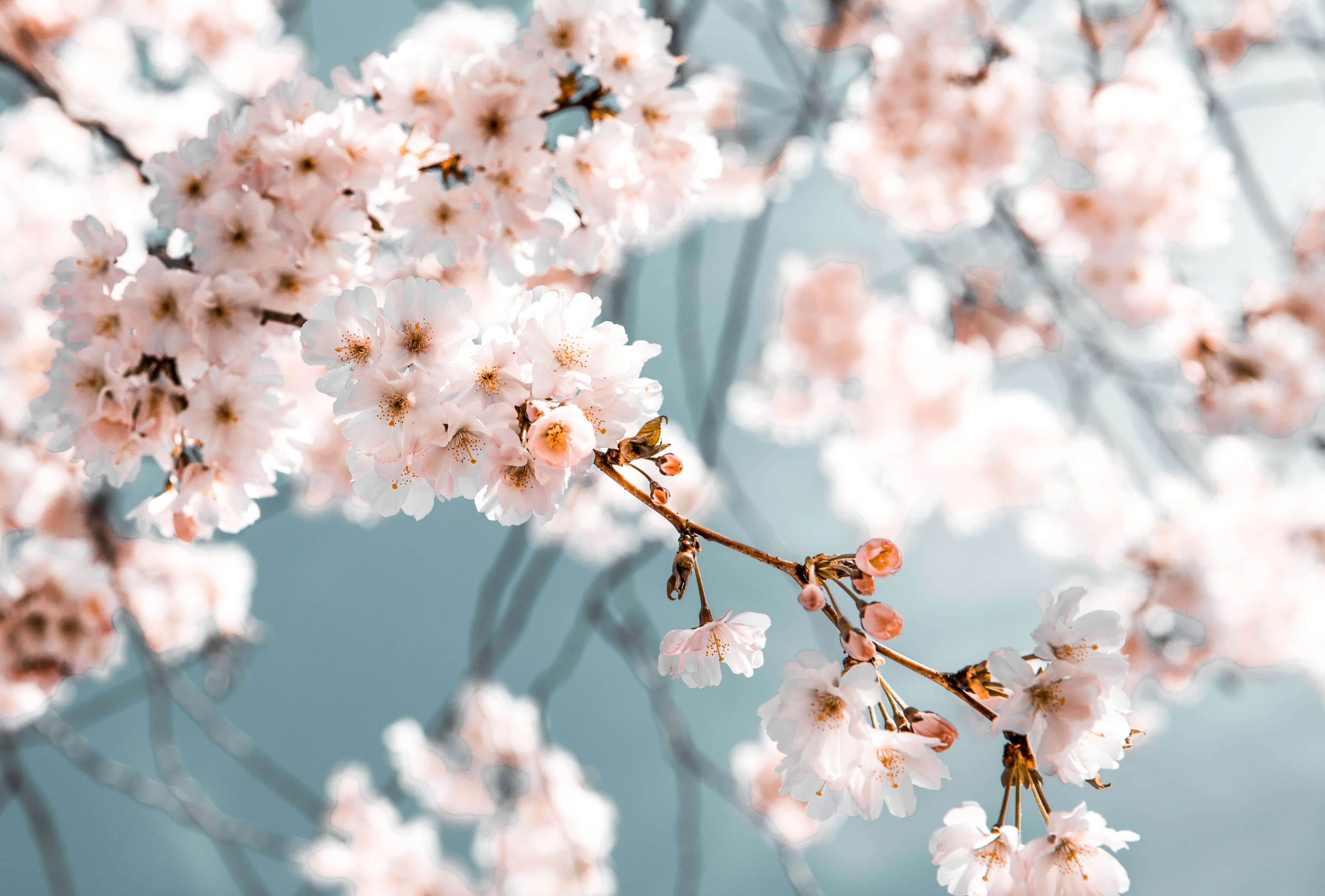 桌面壁纸樱花 壁纸
