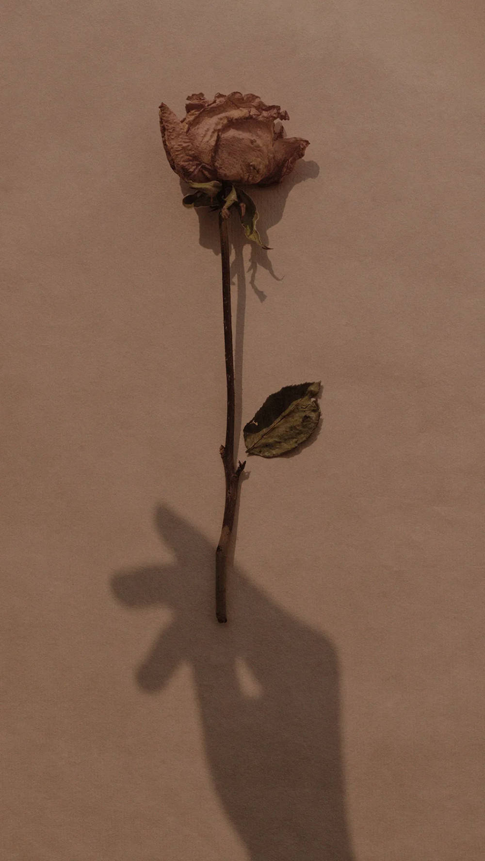 棕色凋零花朵美学 壁纸