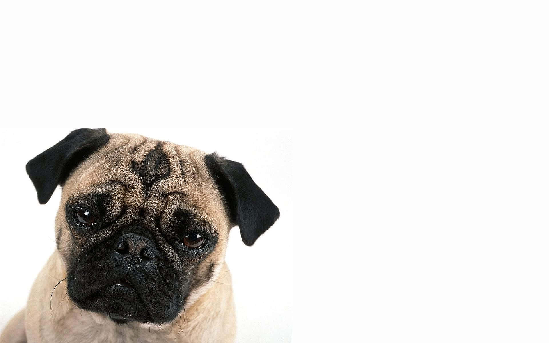 棕色巴哥犬拍摄 壁纸
