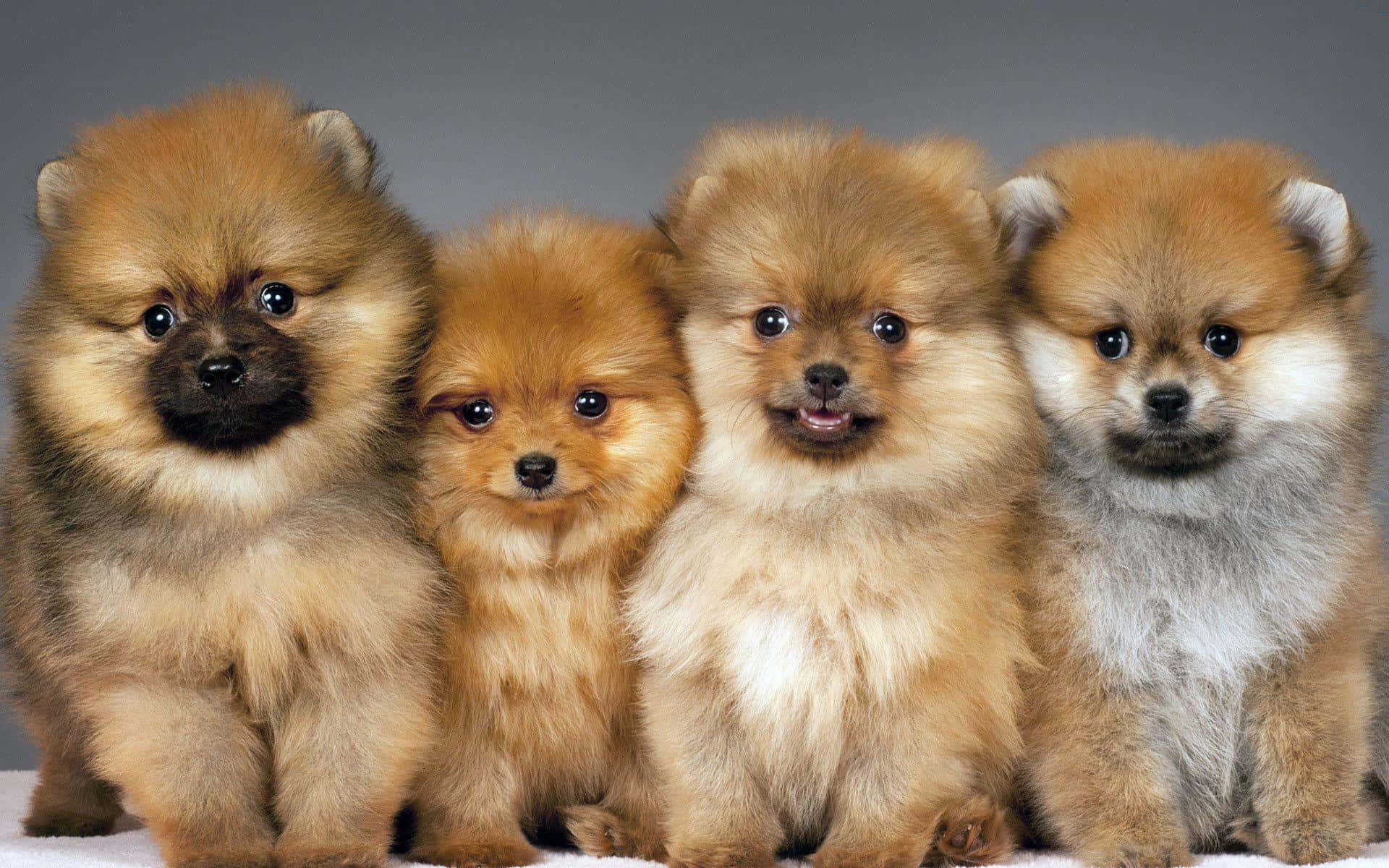 棕色毛发博美犬图片 壁纸