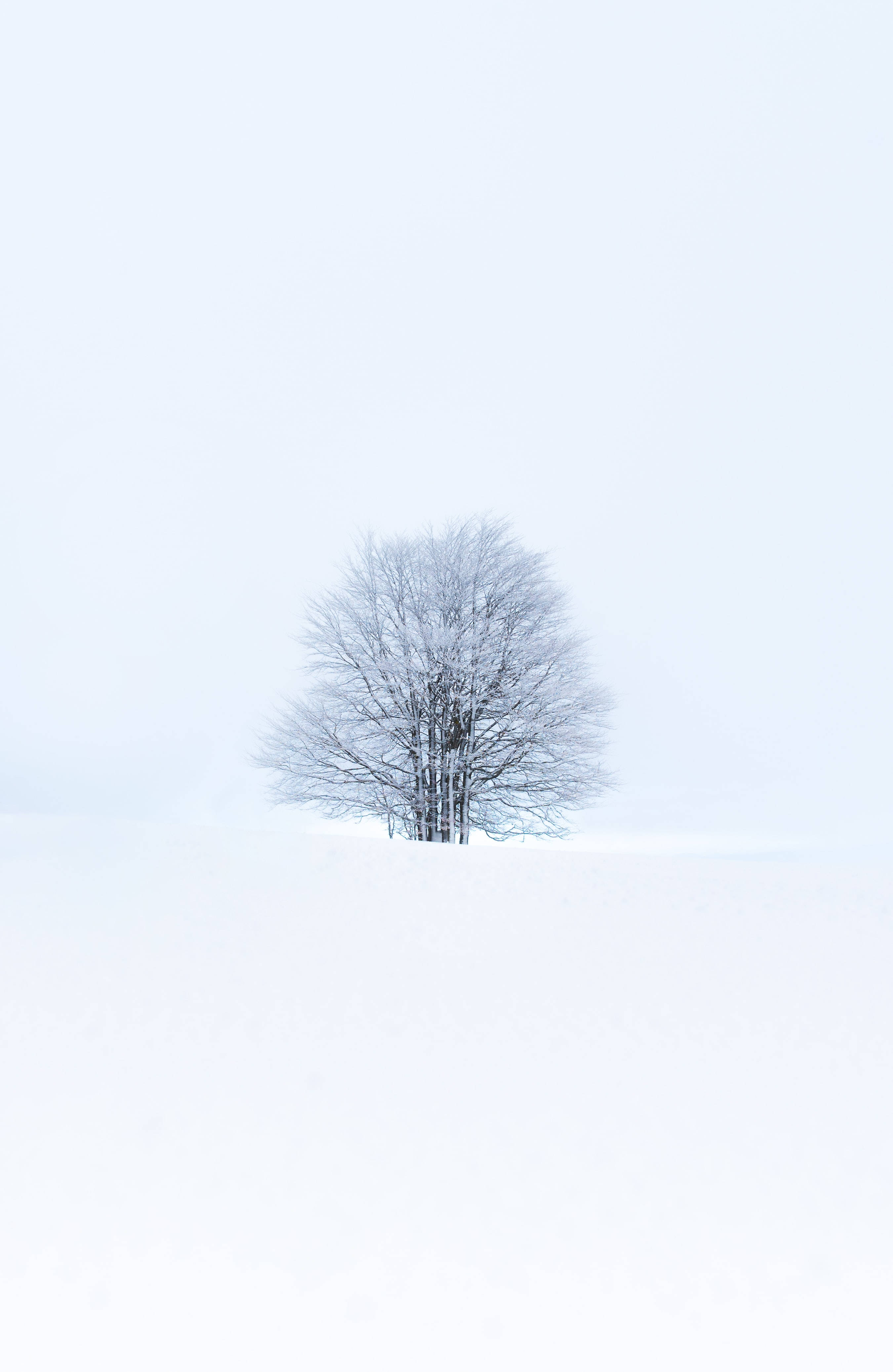 森林中的白雪公主 壁纸