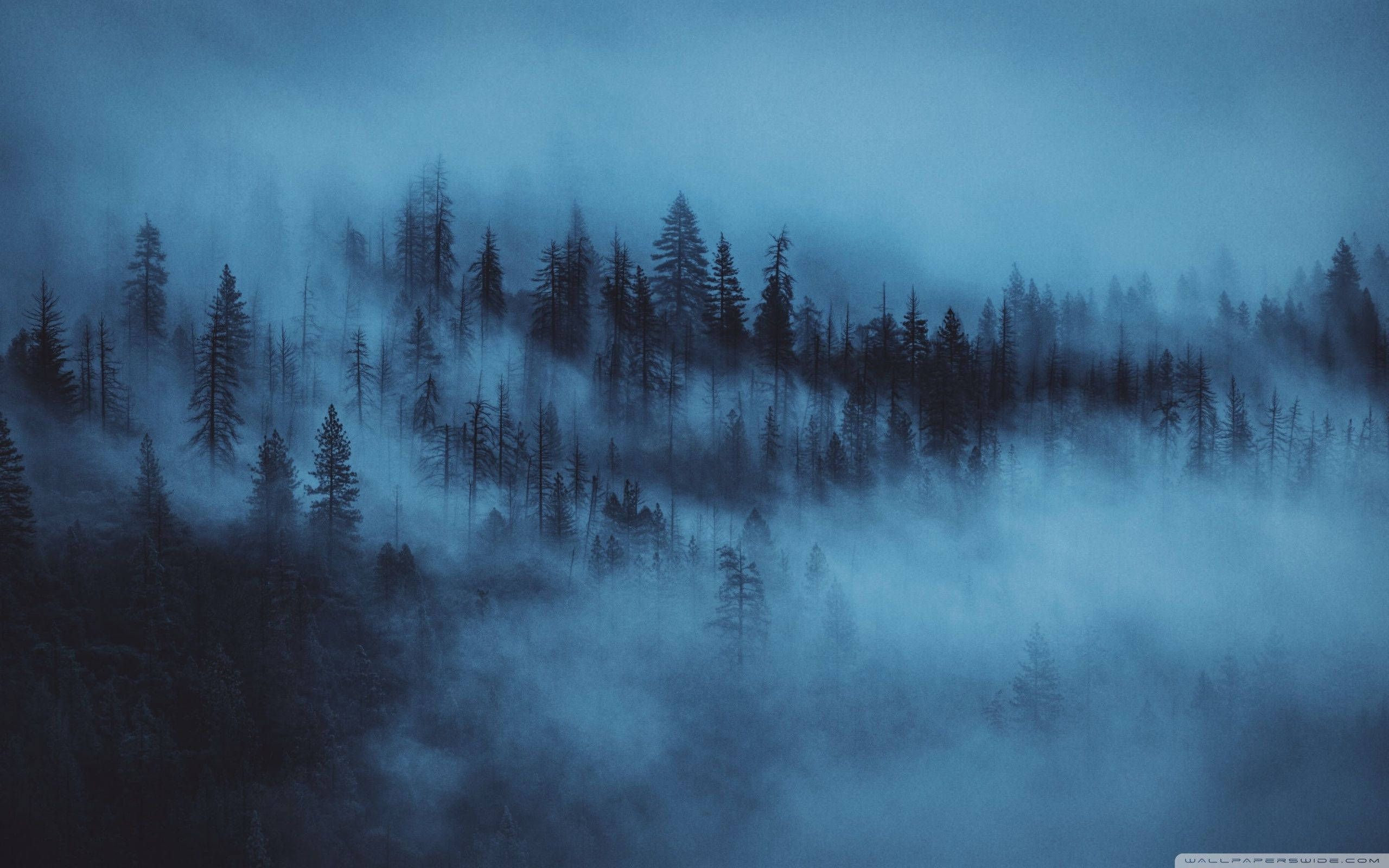 森林背景迷雾之夜 壁纸