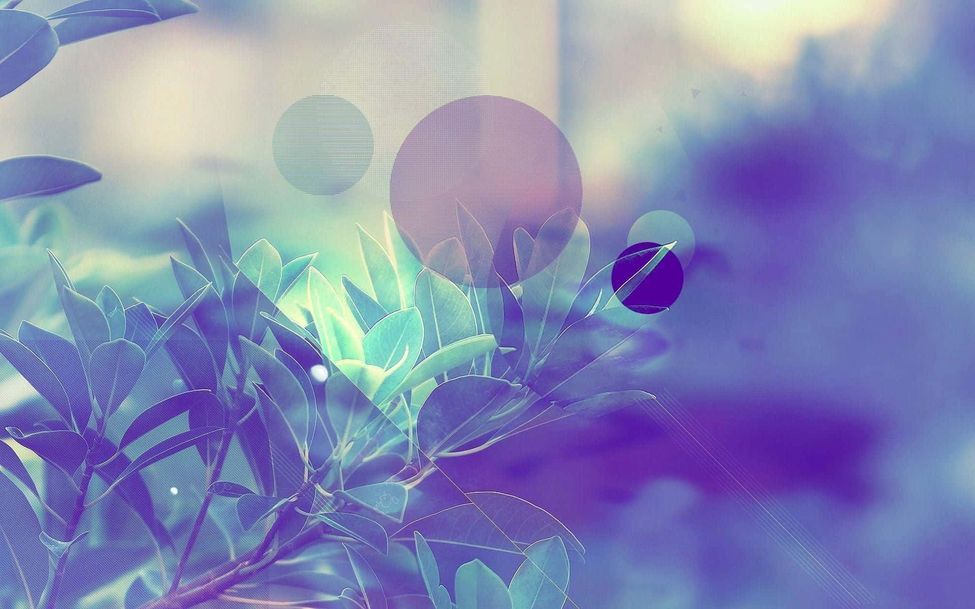 植物模糊图像 壁纸