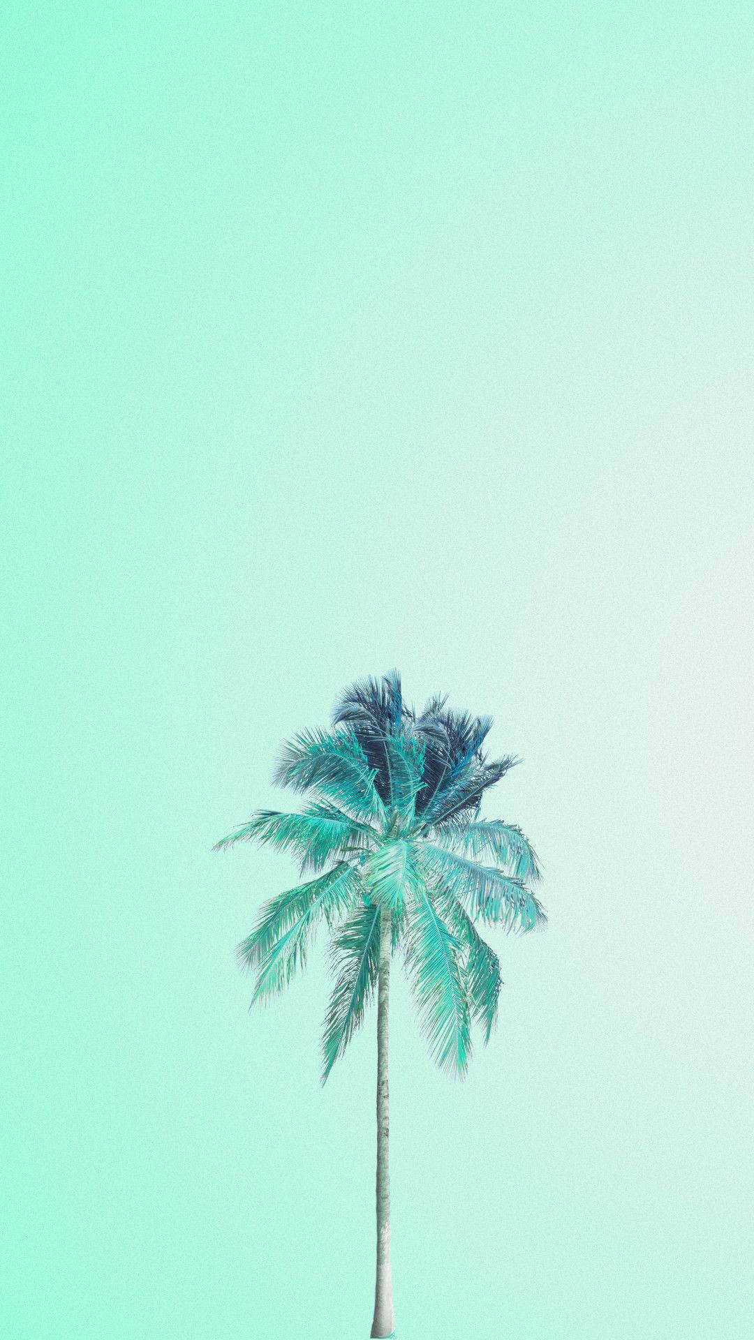 椰子与浅绿背景 壁纸