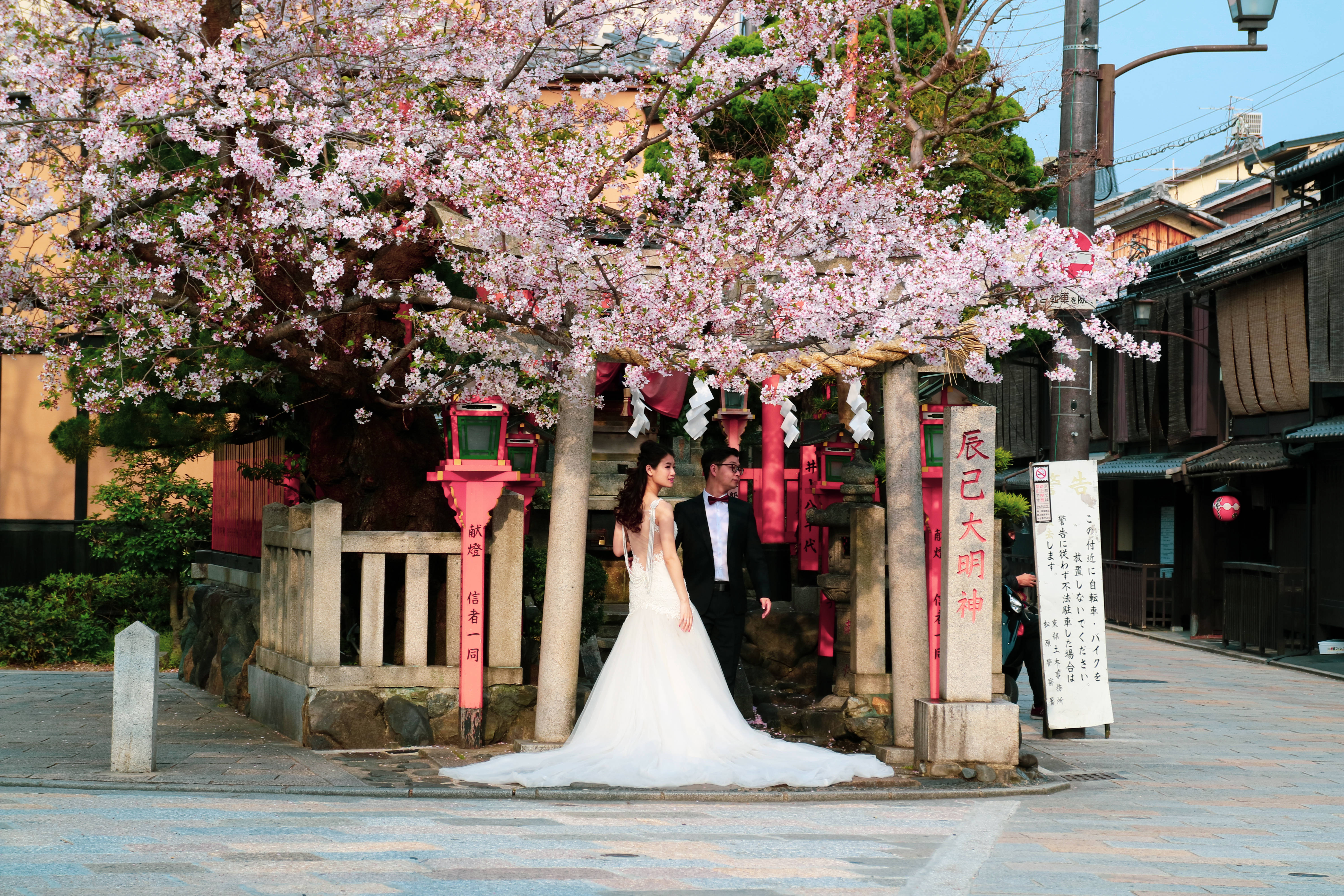 樱花下的新婚夫妇 壁纸