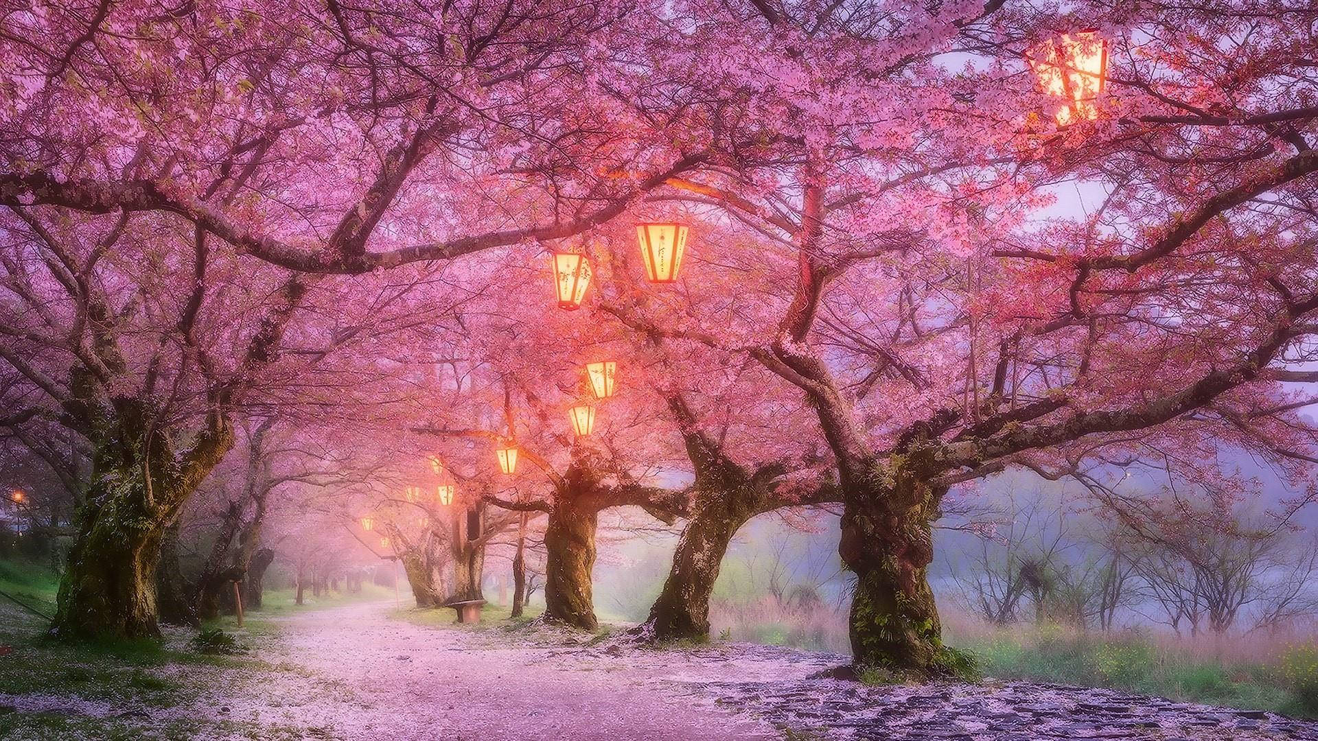 樱花与灯壁纸