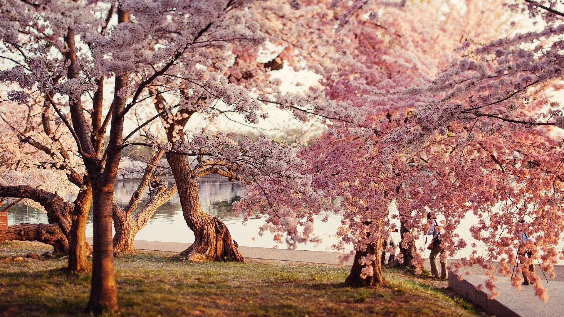 樱花公园壁纸