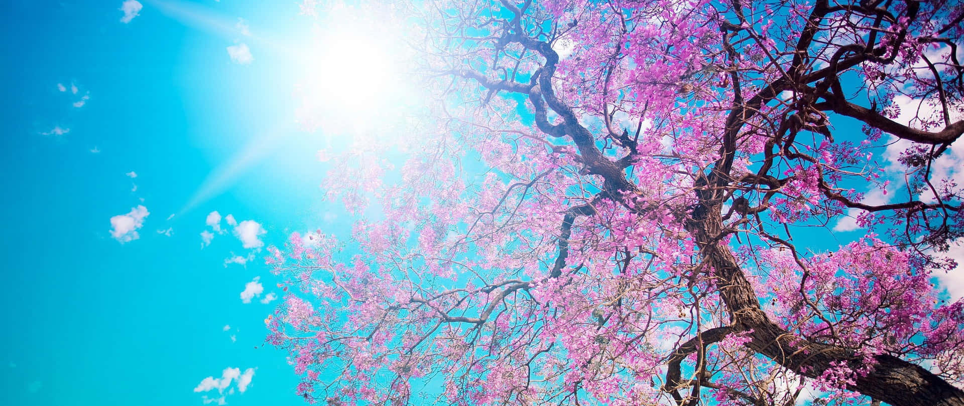 樱花动漫风景 — 樱花 壁纸