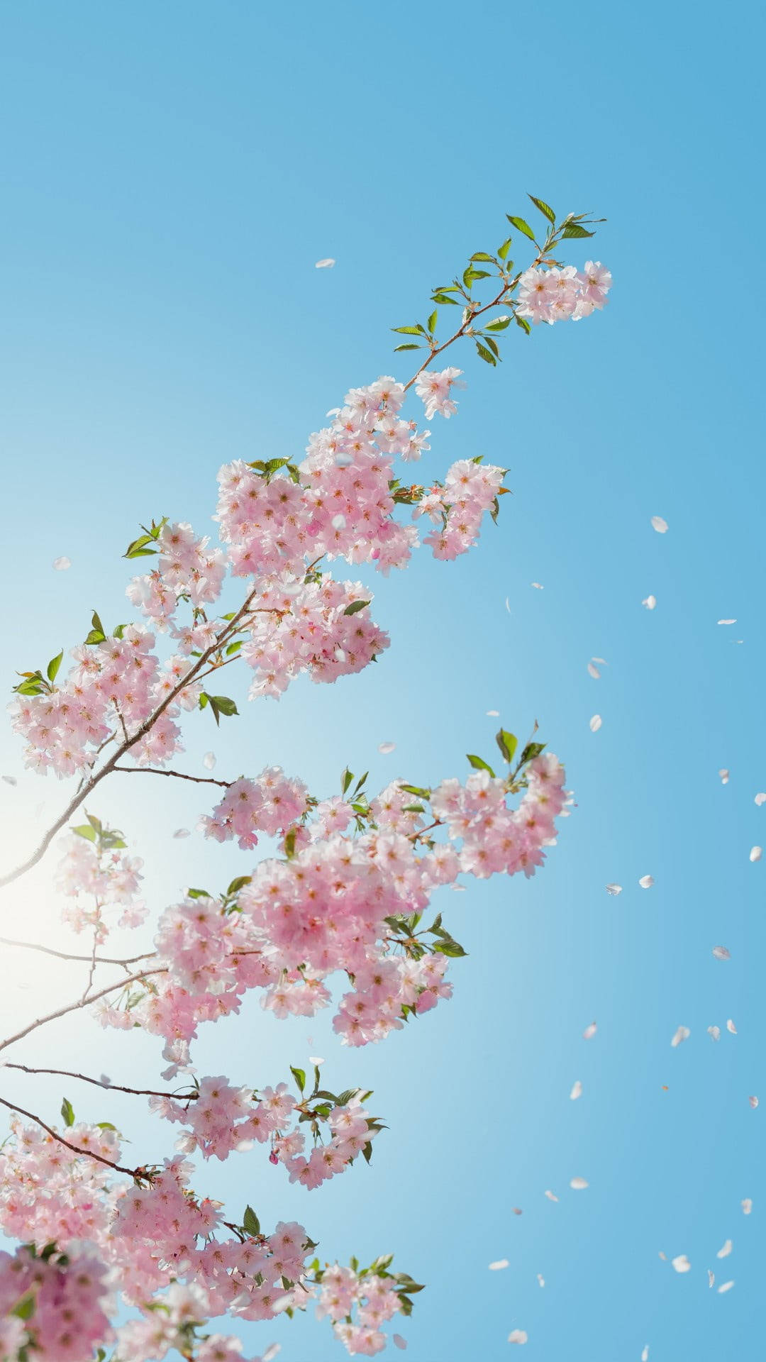 樱花手机壁纸 壁纸