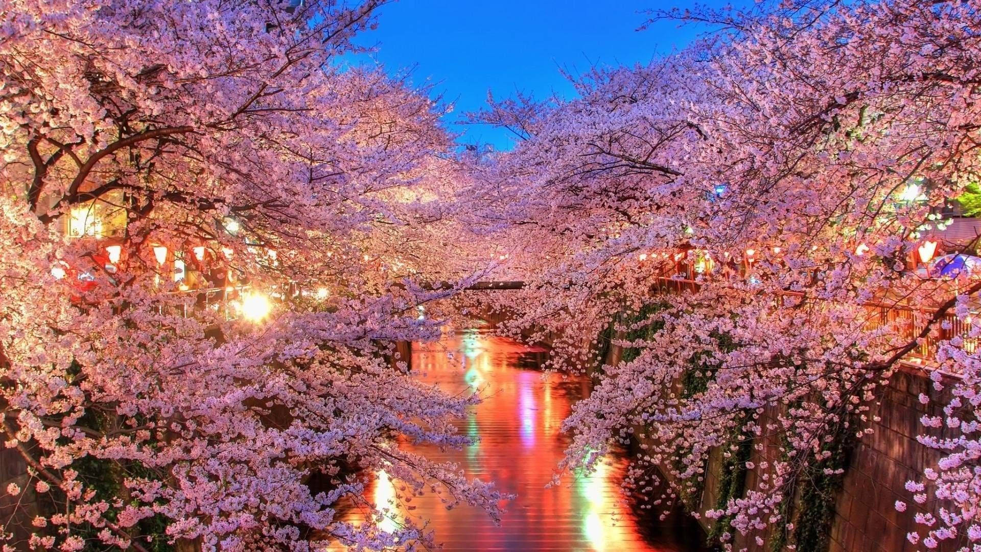 樱花河畔壁纸